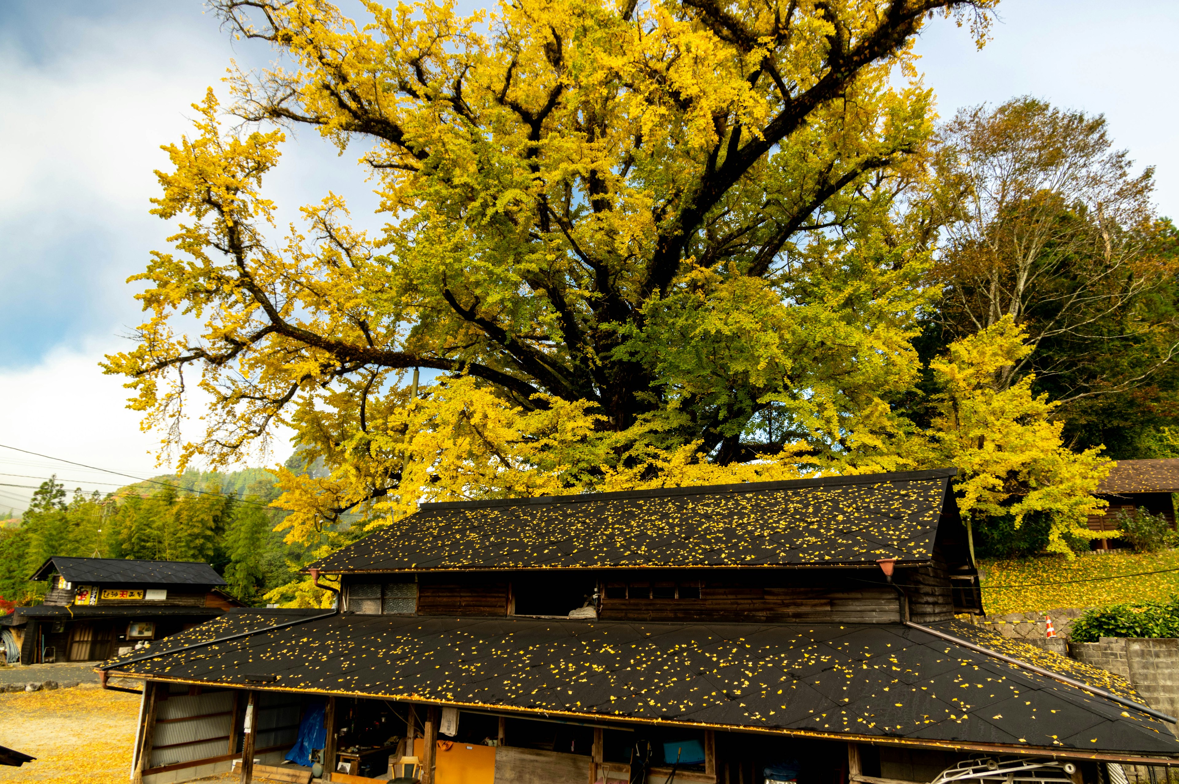 Un gran árbol de ginkgo con hojas amarillas vibrantes y una casa japonesa antigua