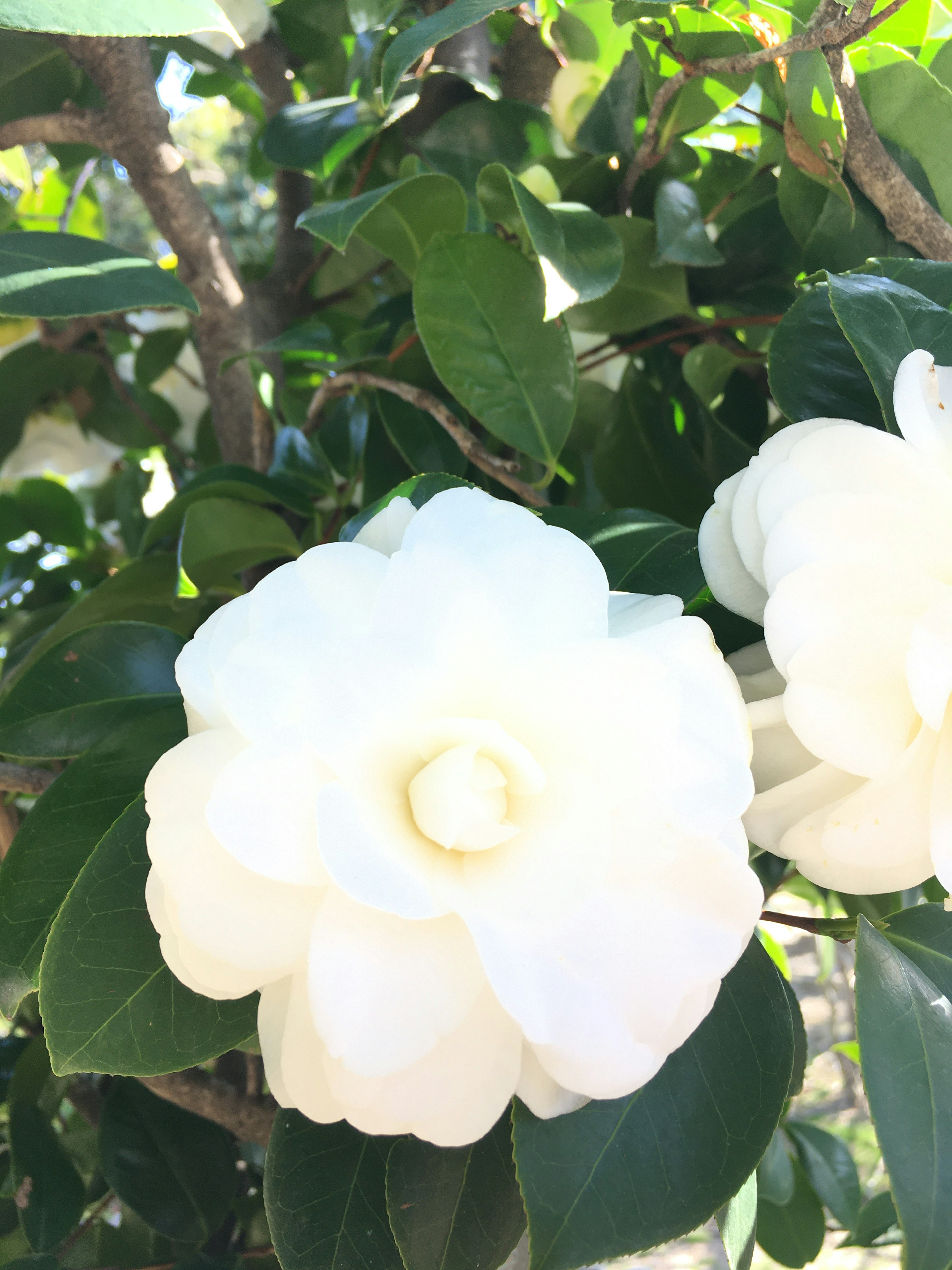 白い花と緑の葉が特徴の植物