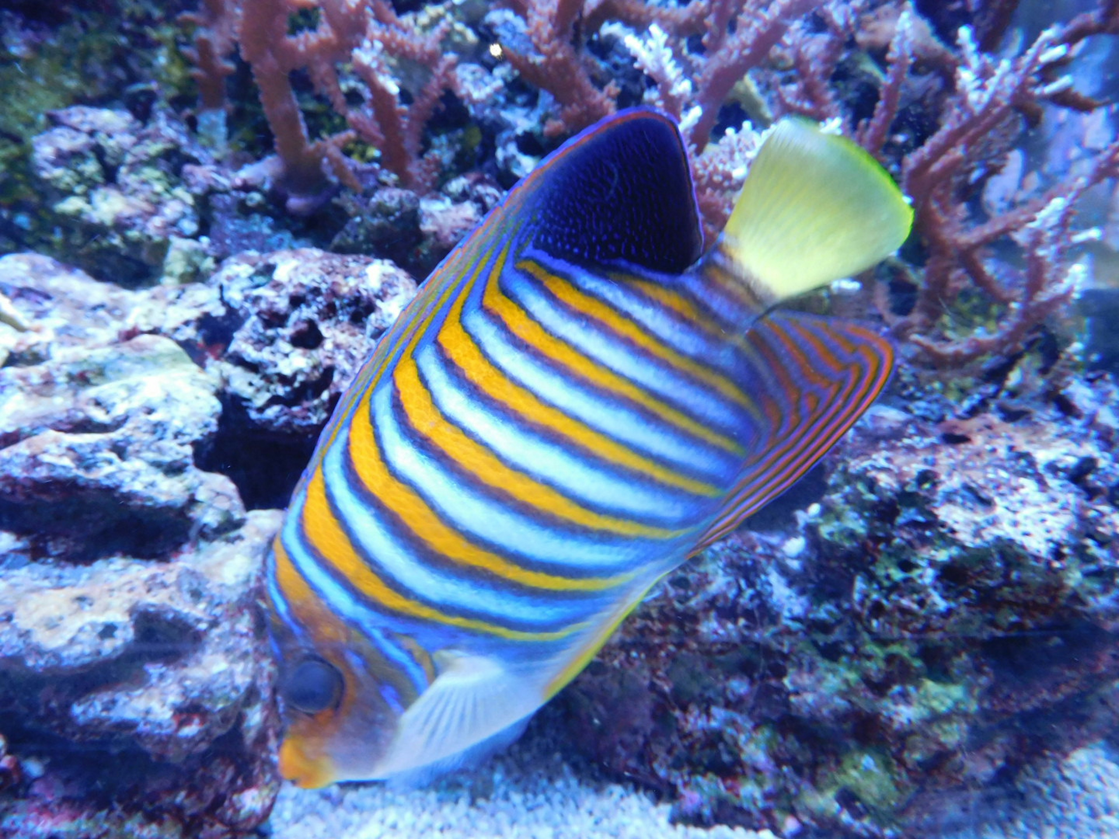 Pesce striato colorato che nuota vicino a una barriera corallina