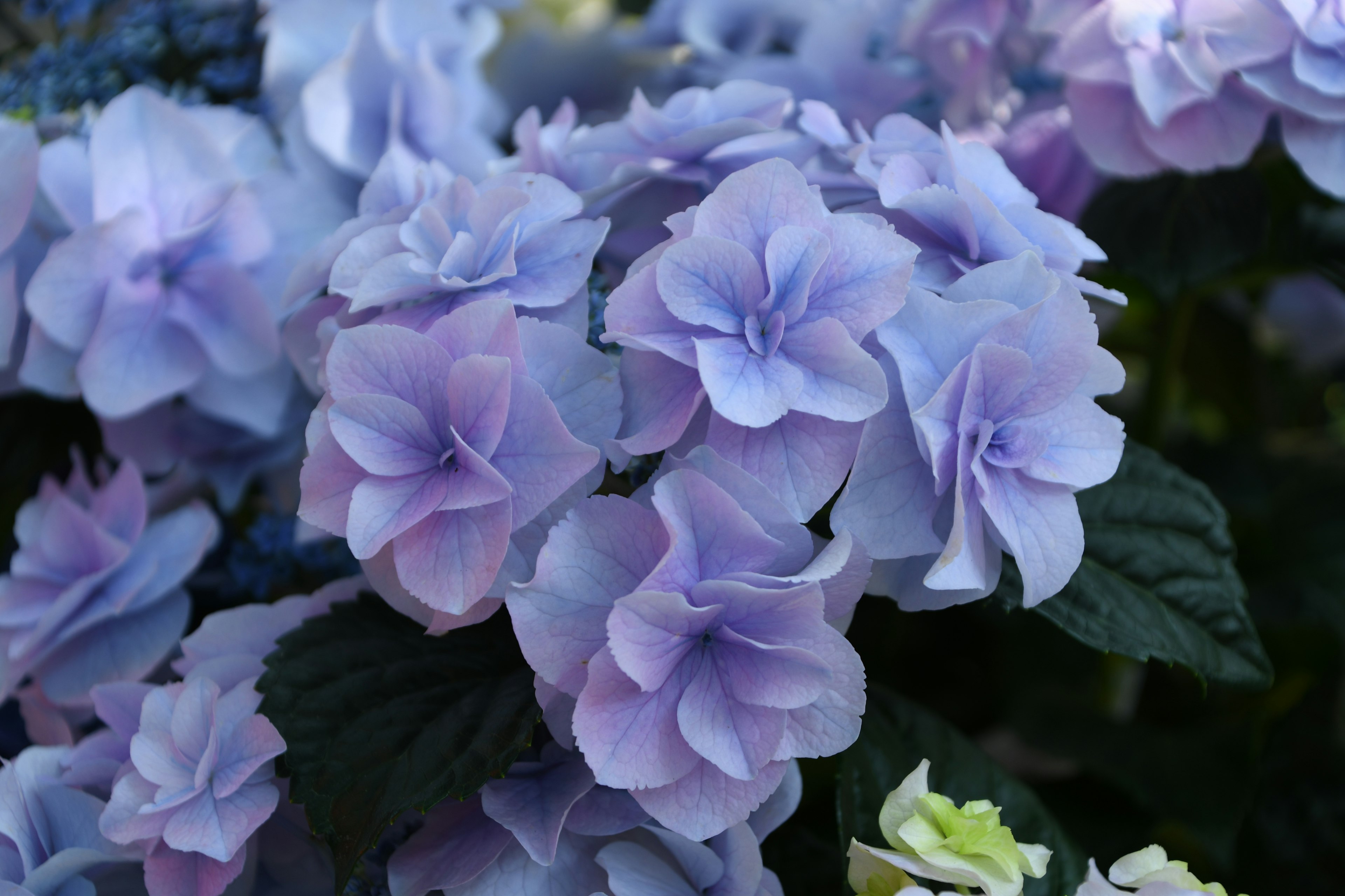 美しい紫色のアジサイの花が咲いている