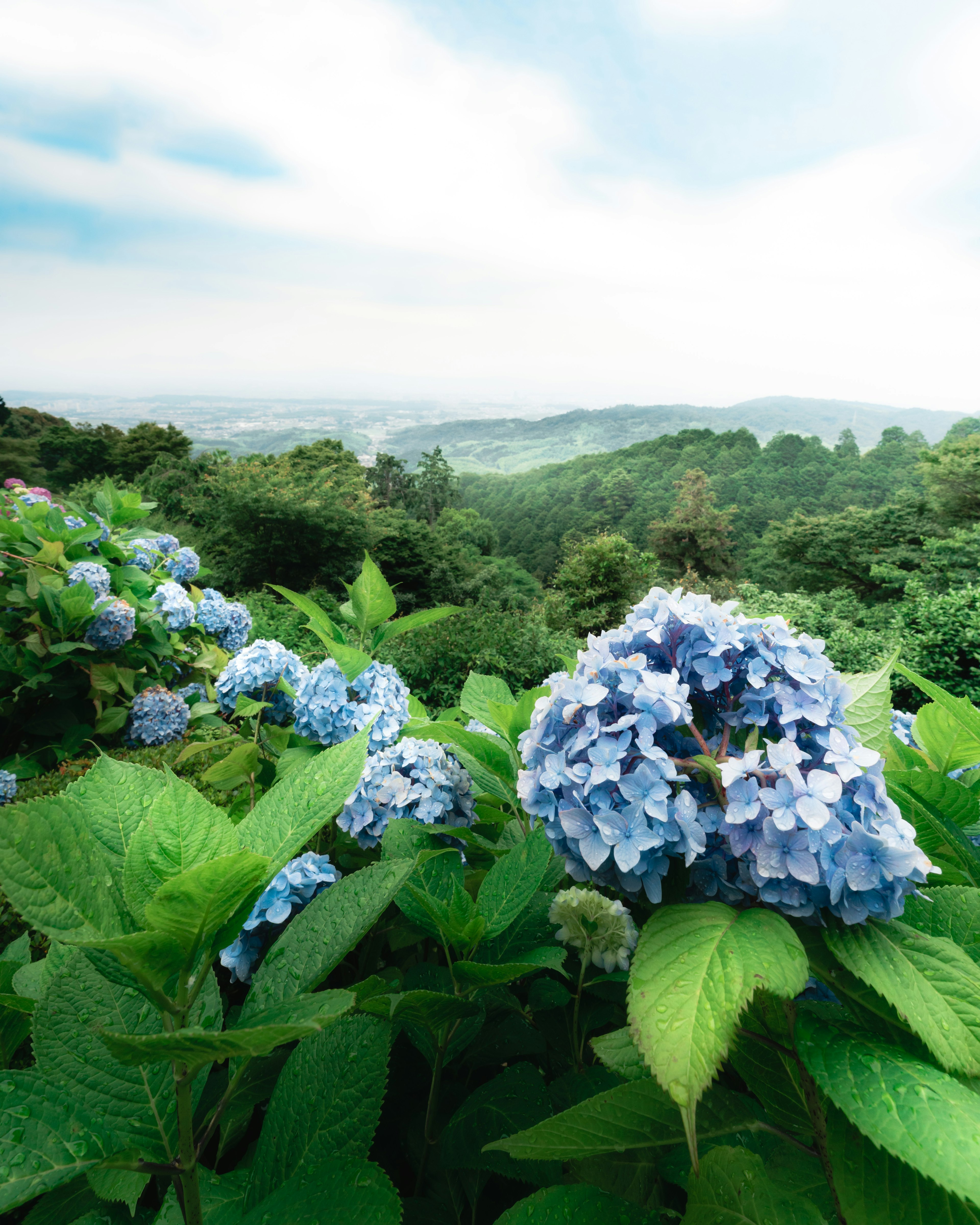 Paysage avec des fleurs d'hortensia bleues et des feuilles vertes luxuriantes