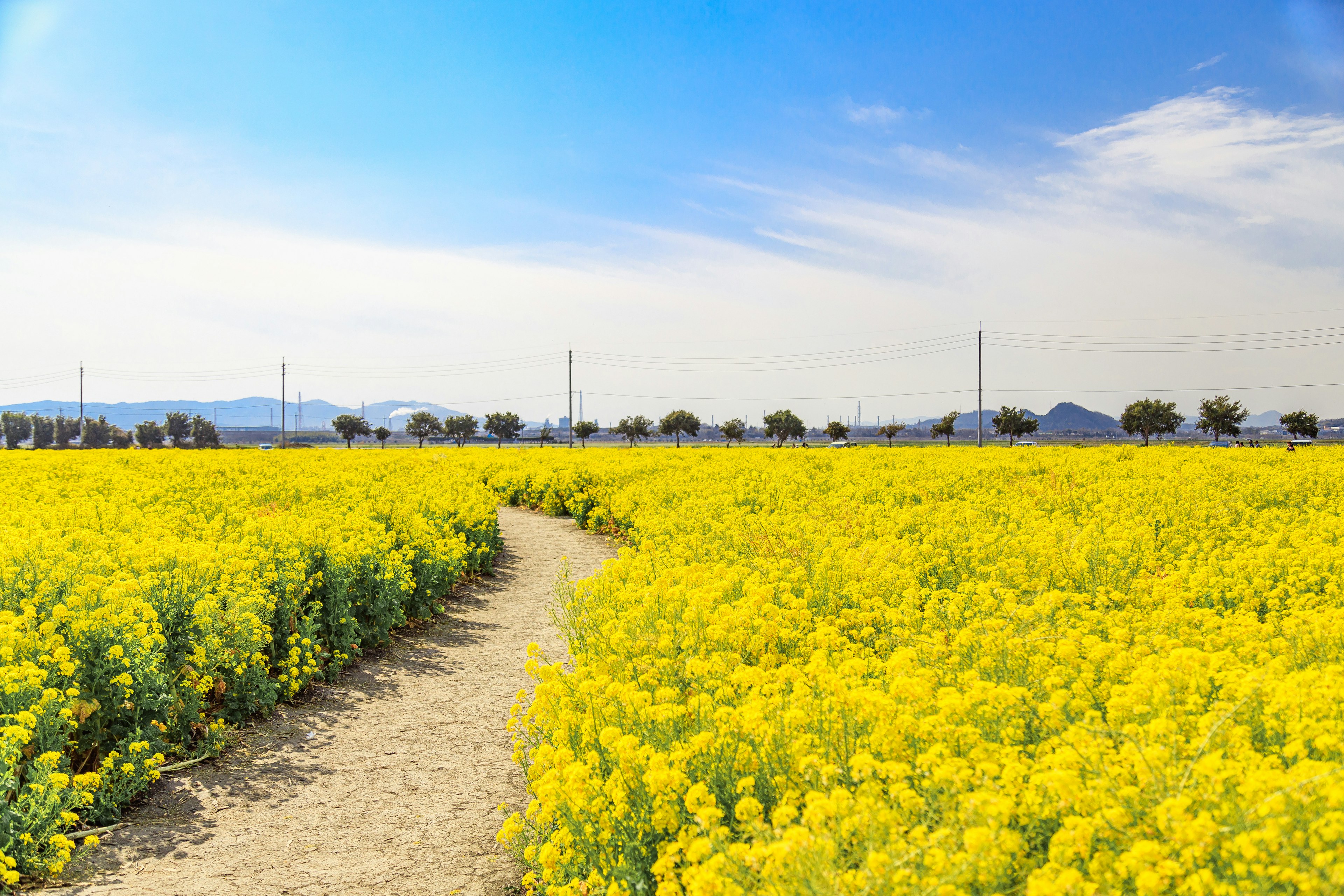 Vast landscape of yellow flowers under a blue sky with a pathway