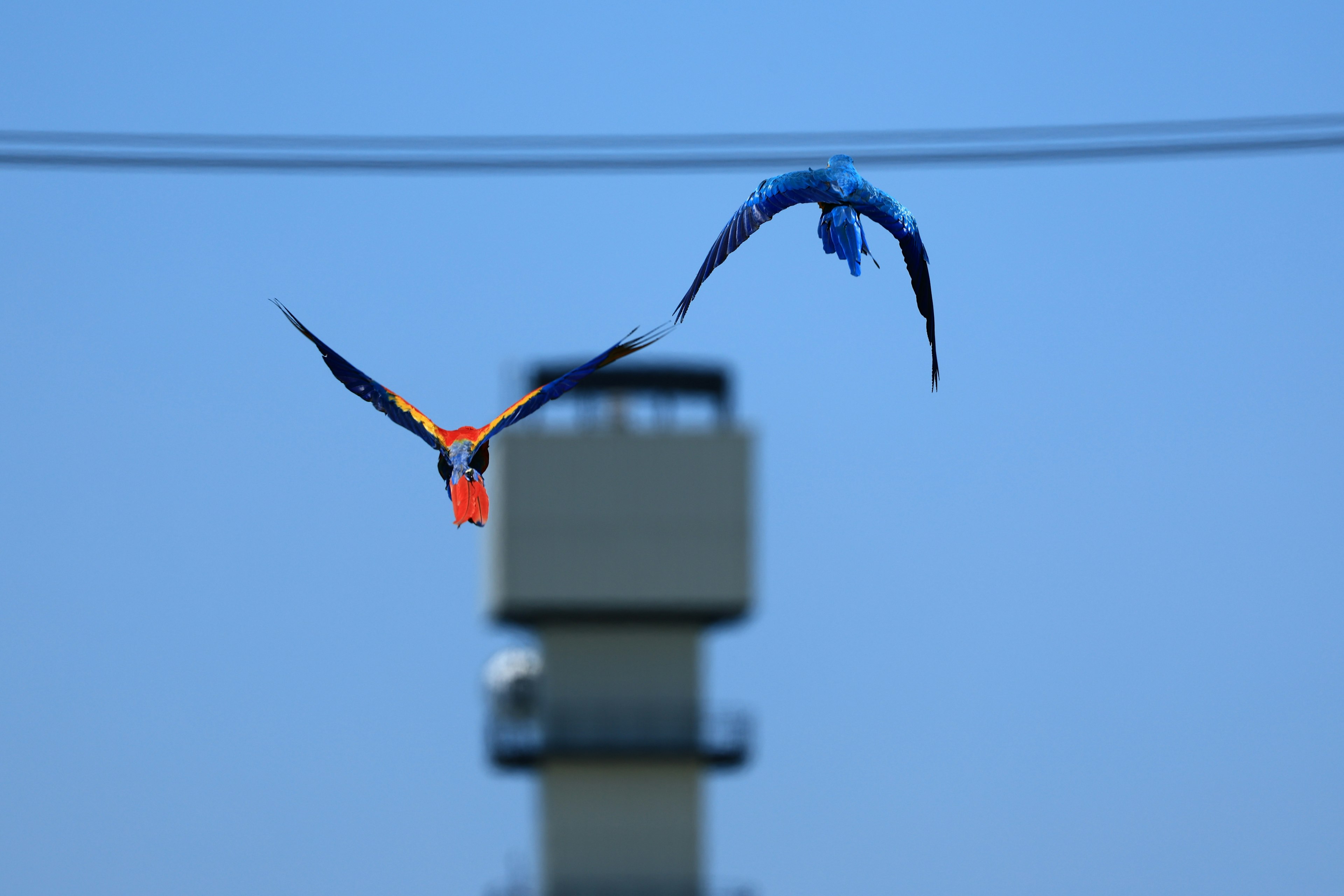 Bild von orangefarbenen und blauen Vögeln, die am Himmel fliegen