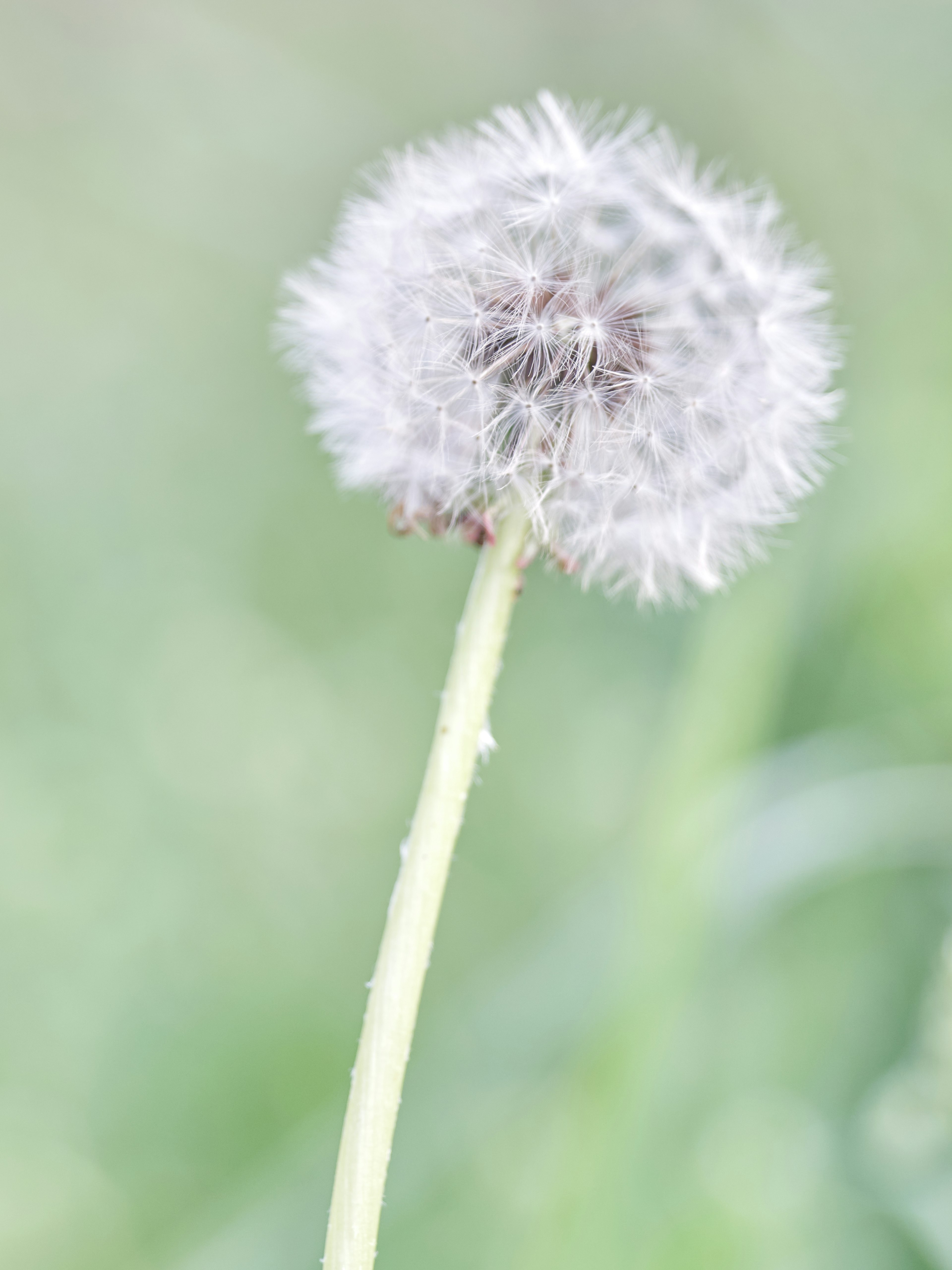 一朵絨毛狀的白色蒲公英花矗立在綠色背景前