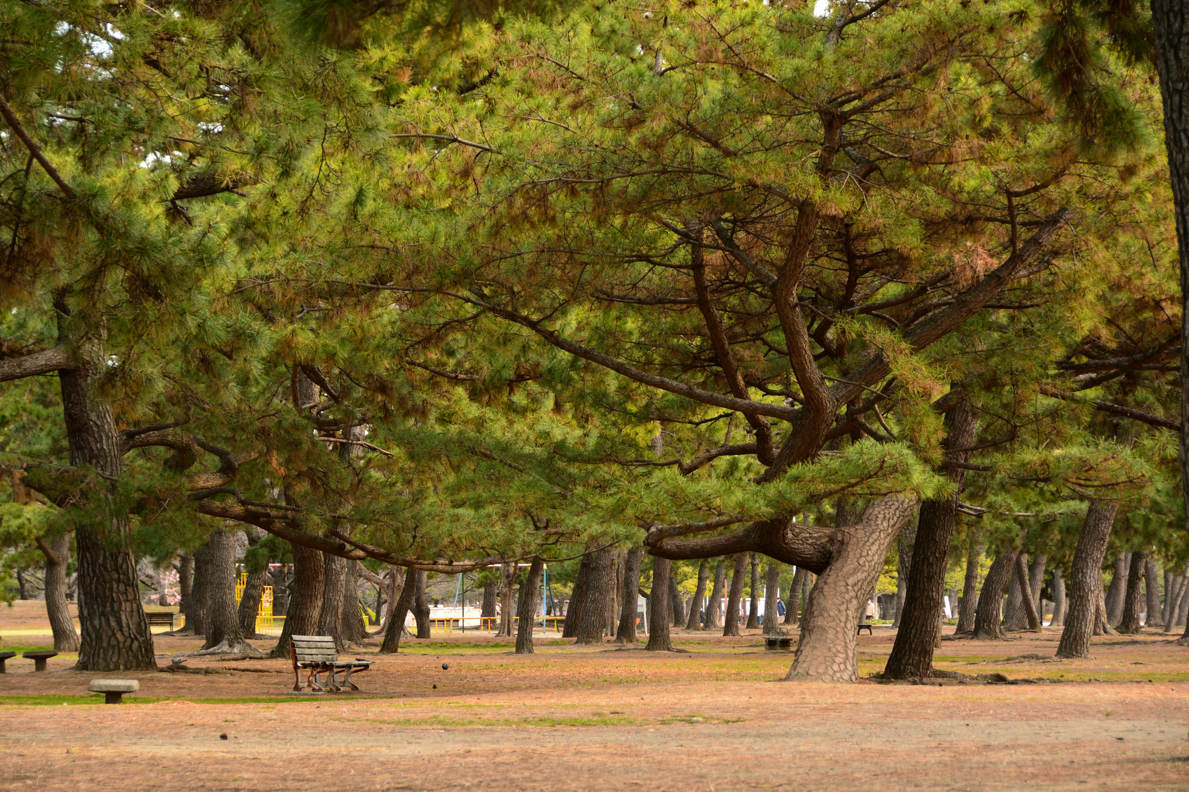 Alberi verdi lussureggianti in un parco che creano un'atmosfera tranquilla