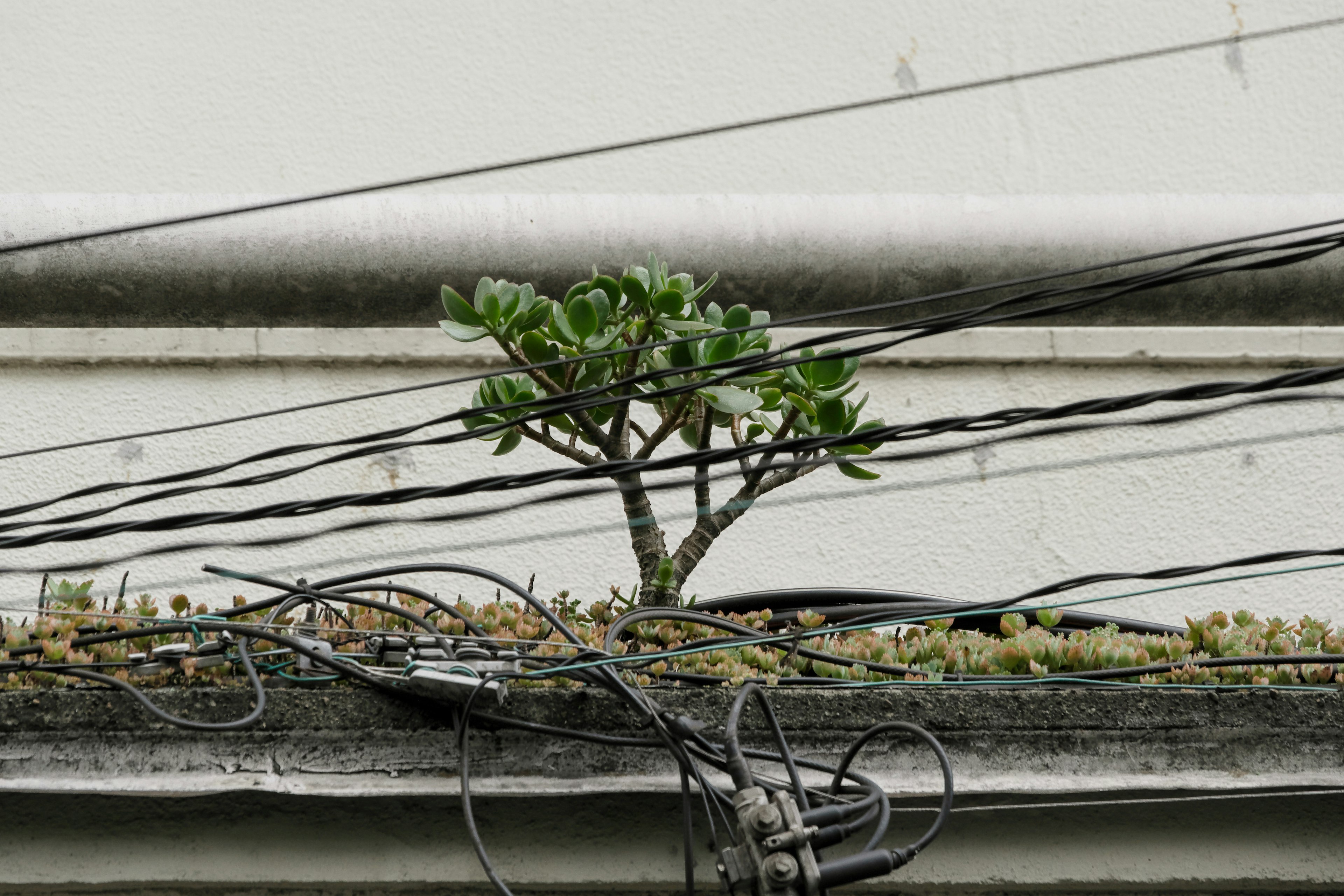 電線の上に生えている小さな木と周囲の草