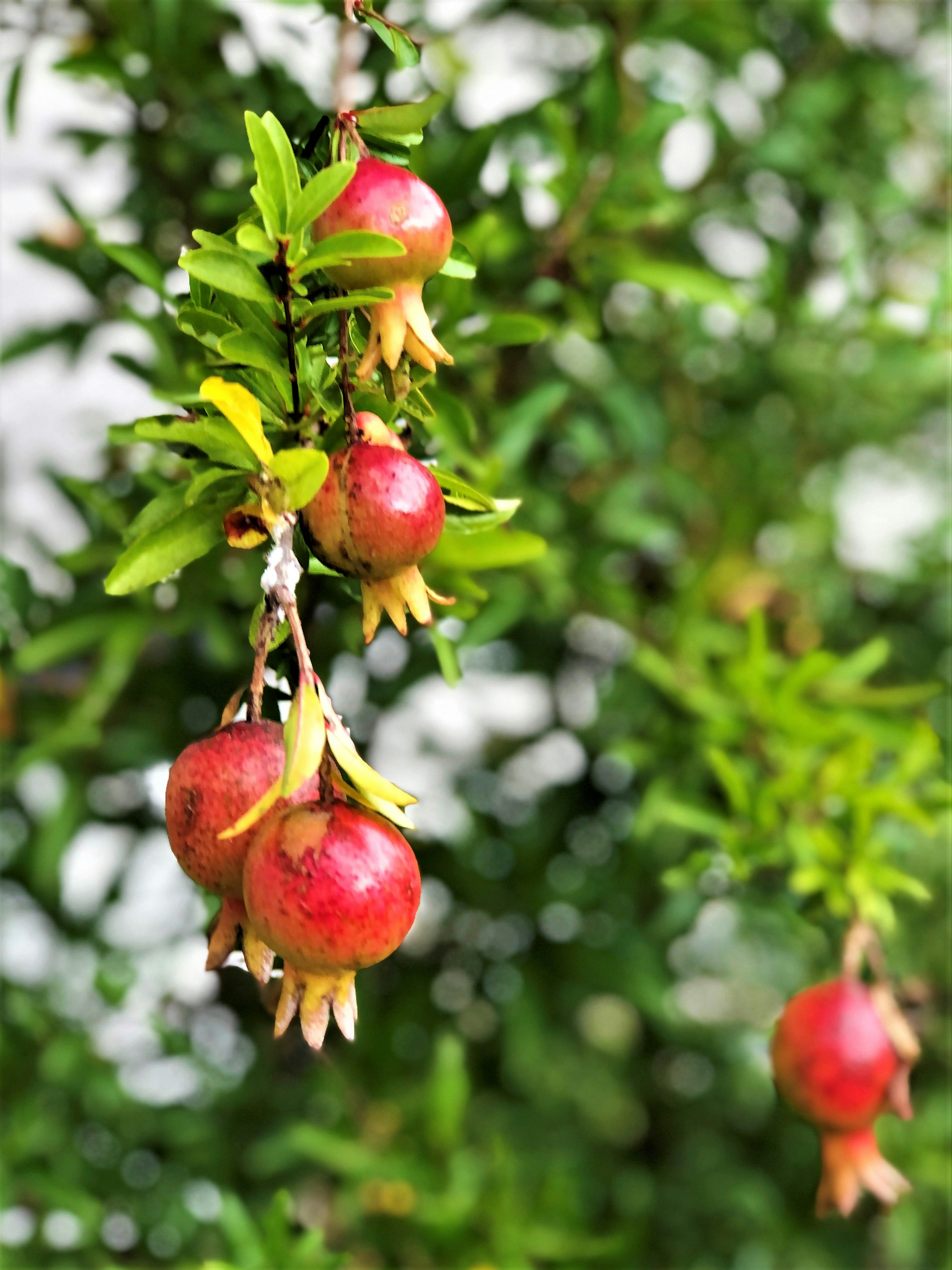 Granatäpfel hängen zwischen grünen Blättern