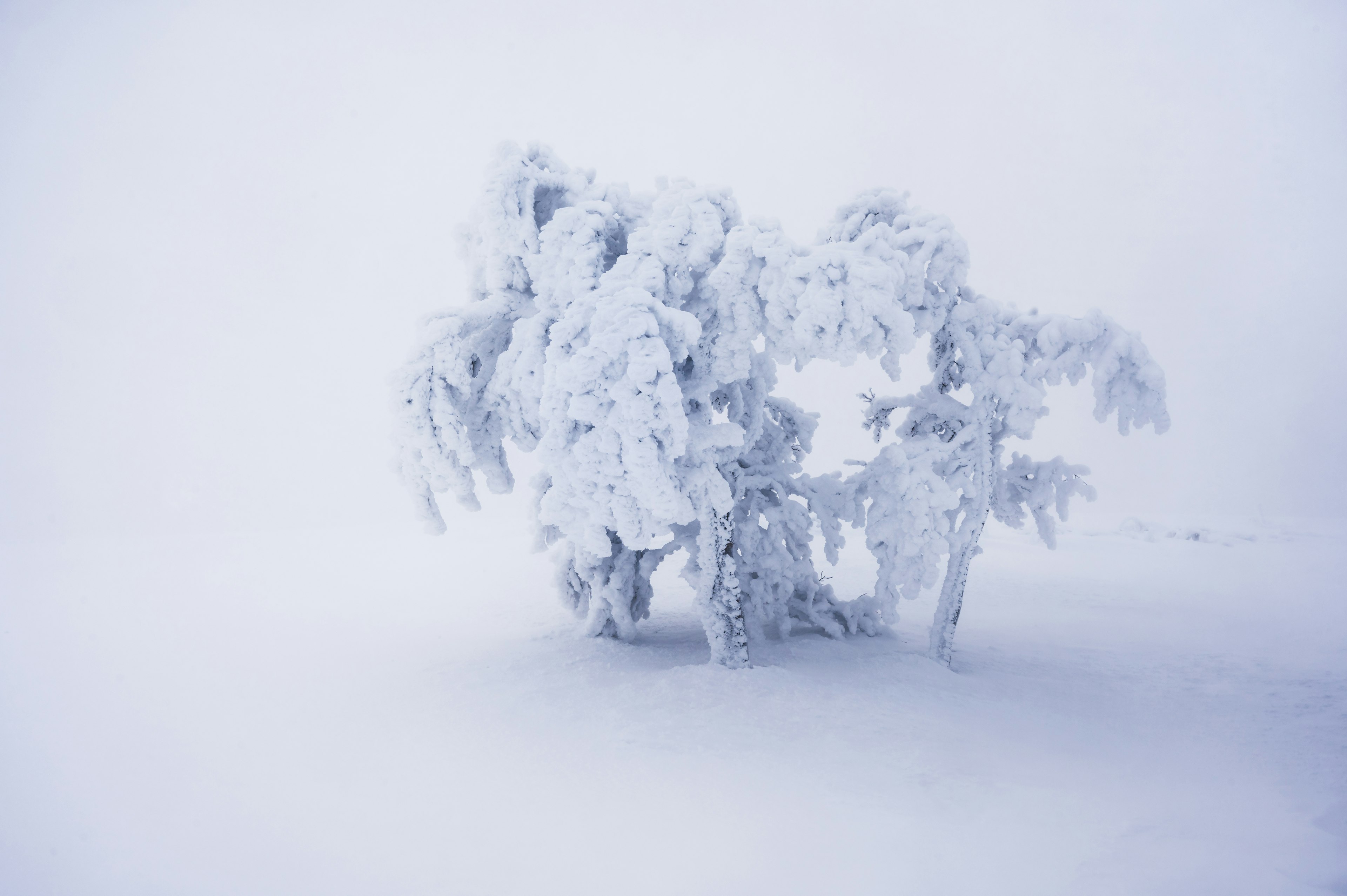 Un árbol cubierto de nieve se encuentra en un paisaje invernal tranquilo