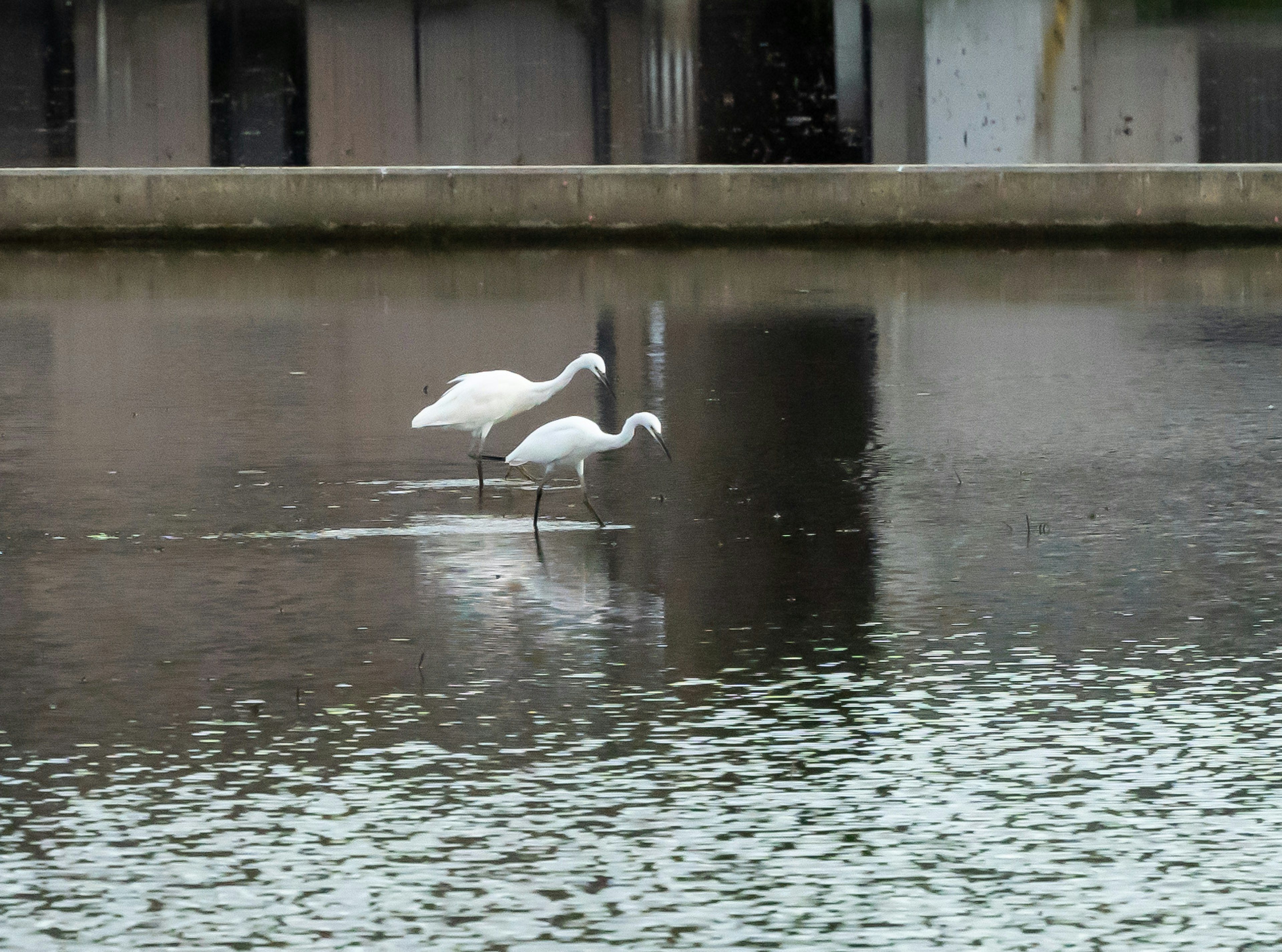 Zwei weiße Vögel, die in einem reflektierenden Gewässer stehen