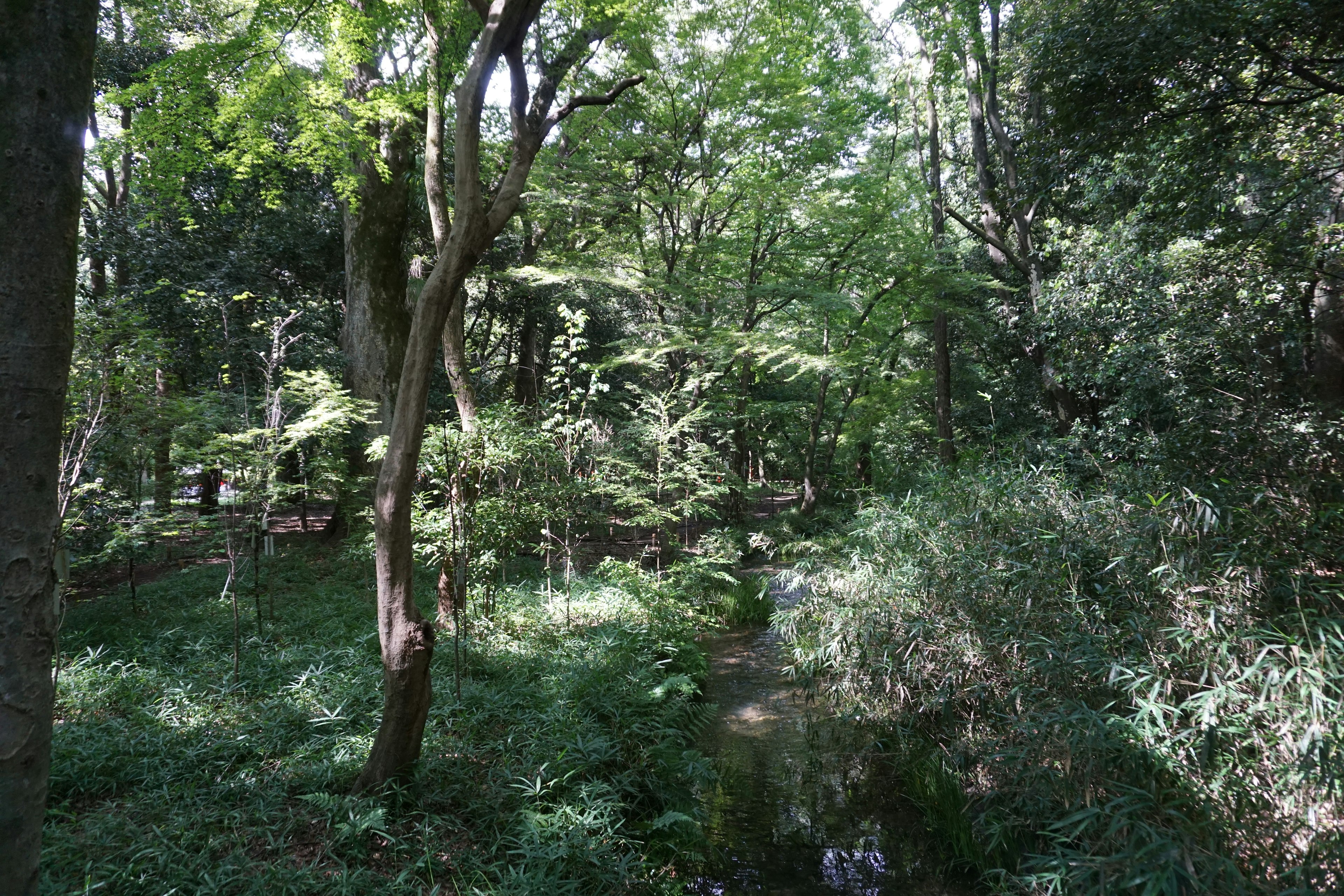 Escena de bosque frondoso con árboles y un pequeño arroyo