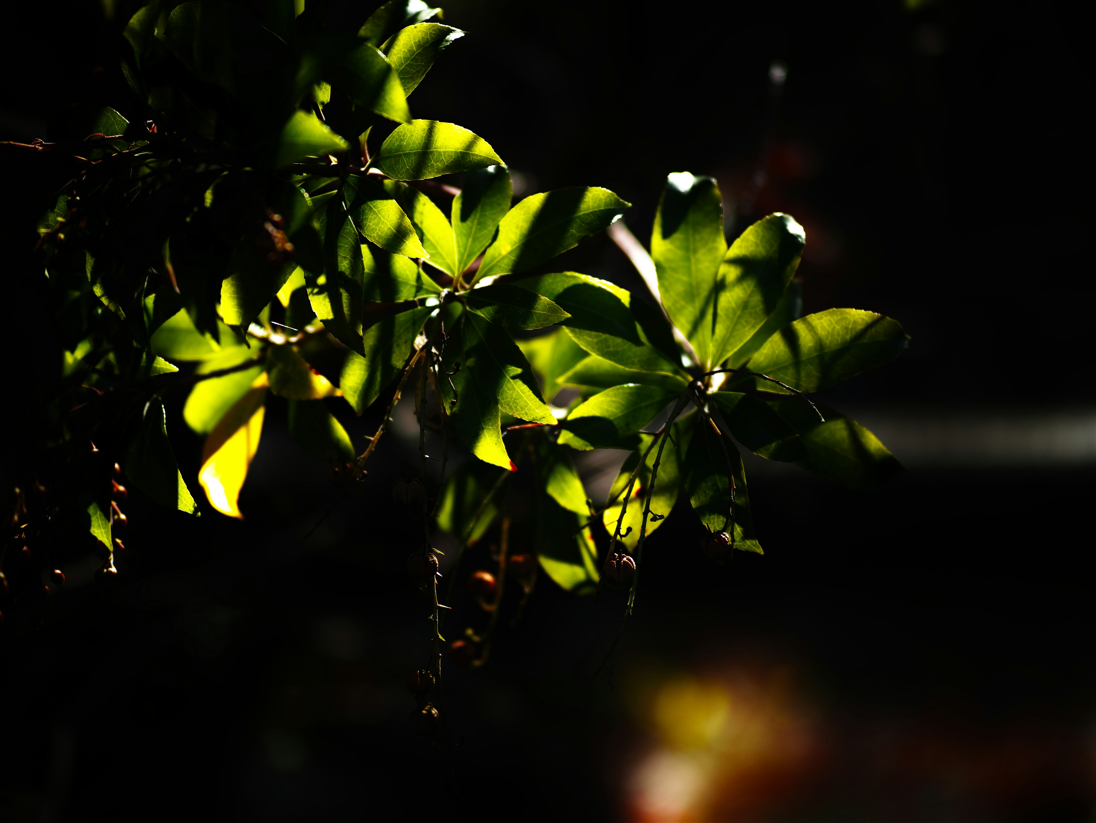 Green leaves illuminated against a dark background