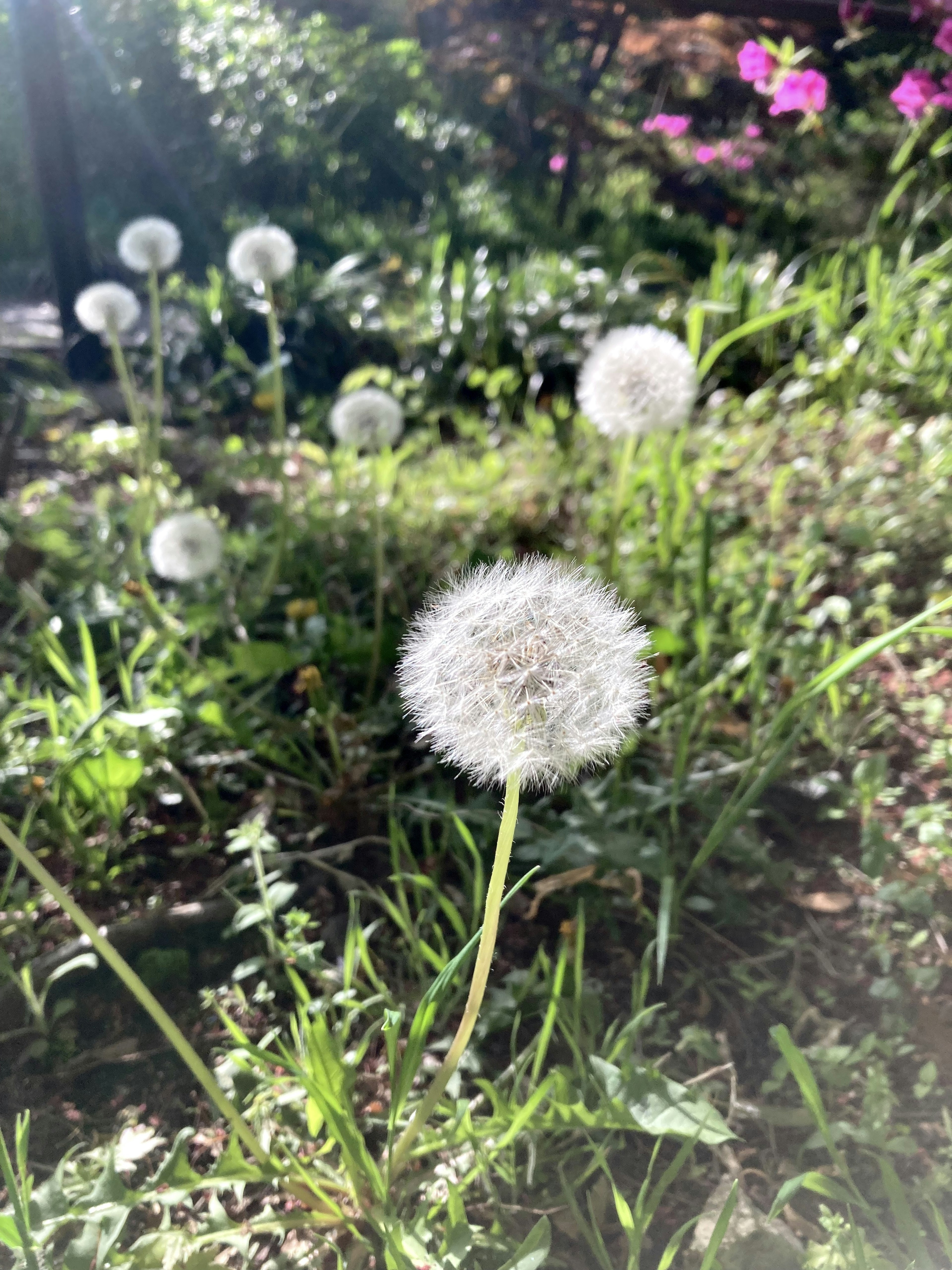 白いタンポポの綿毛が広がる草原の中に立っている