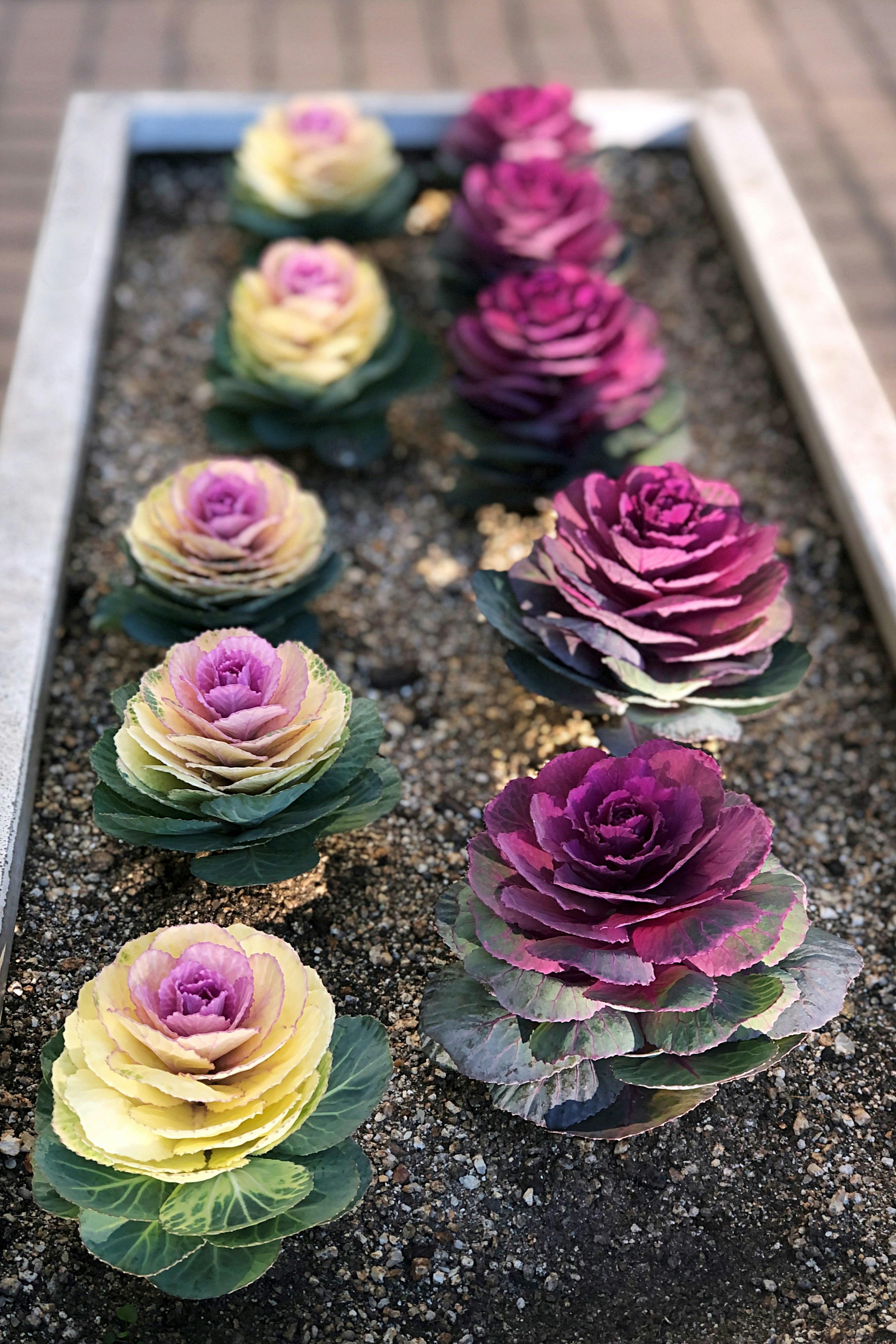 Choux ornementaux colorés disposés dans un parterre de jardin