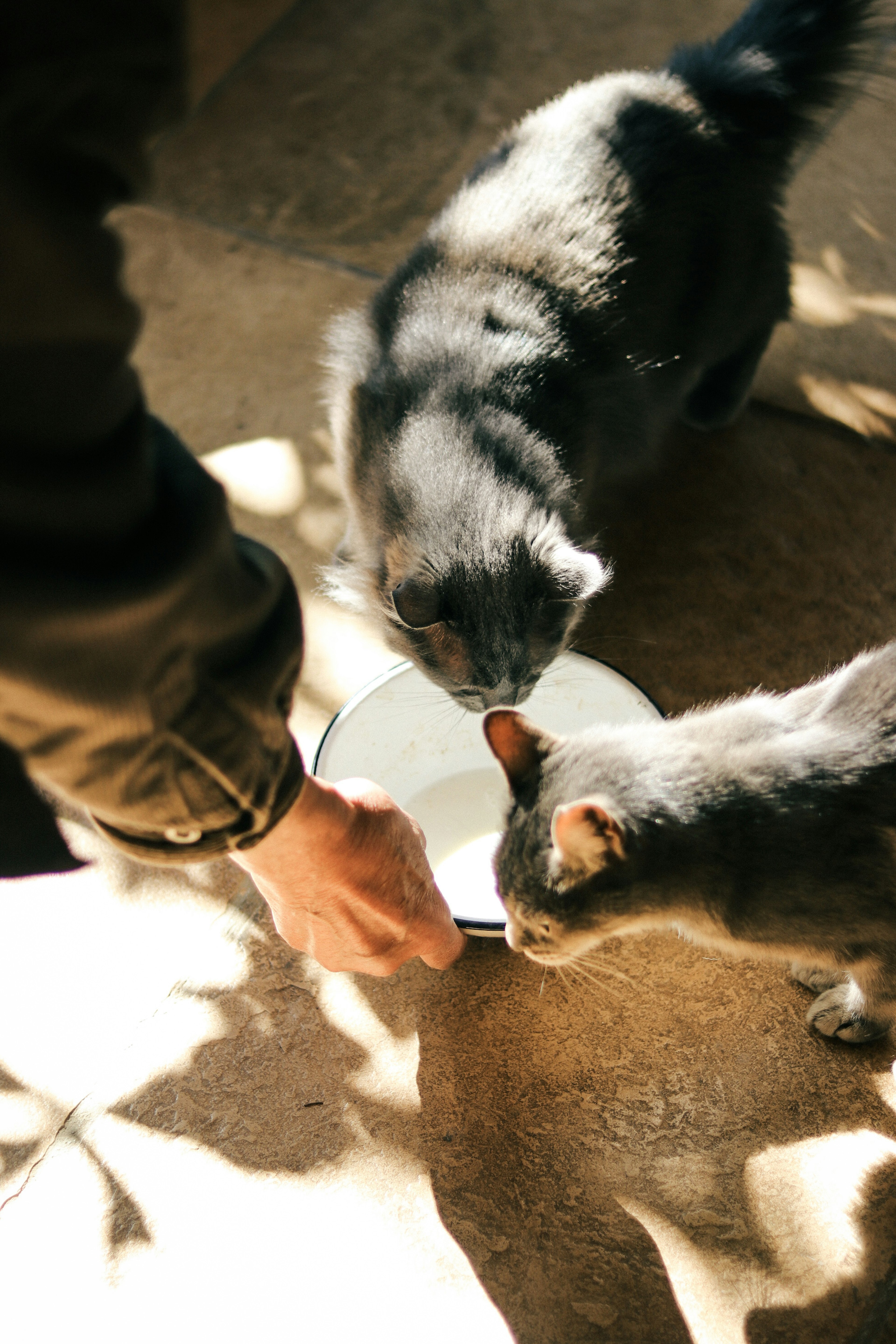 Zwei Katzen nähern sich einer Futterschüssel mit einer menschlichen Hand, die sich danach ausstreckt