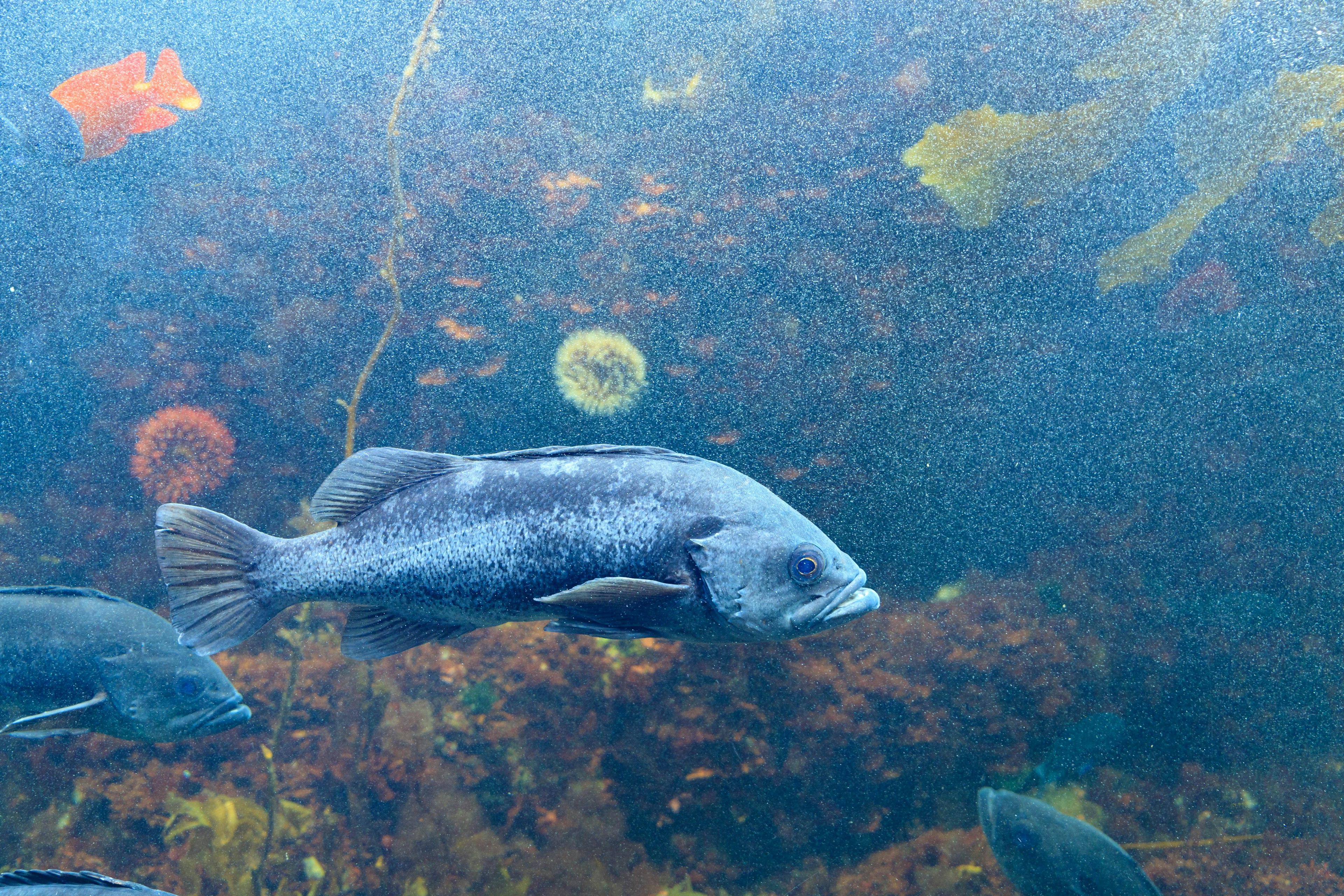 Pemandangan akuarium dengan ikan abu-abu yang berenang di antara ikan berwarna-warni