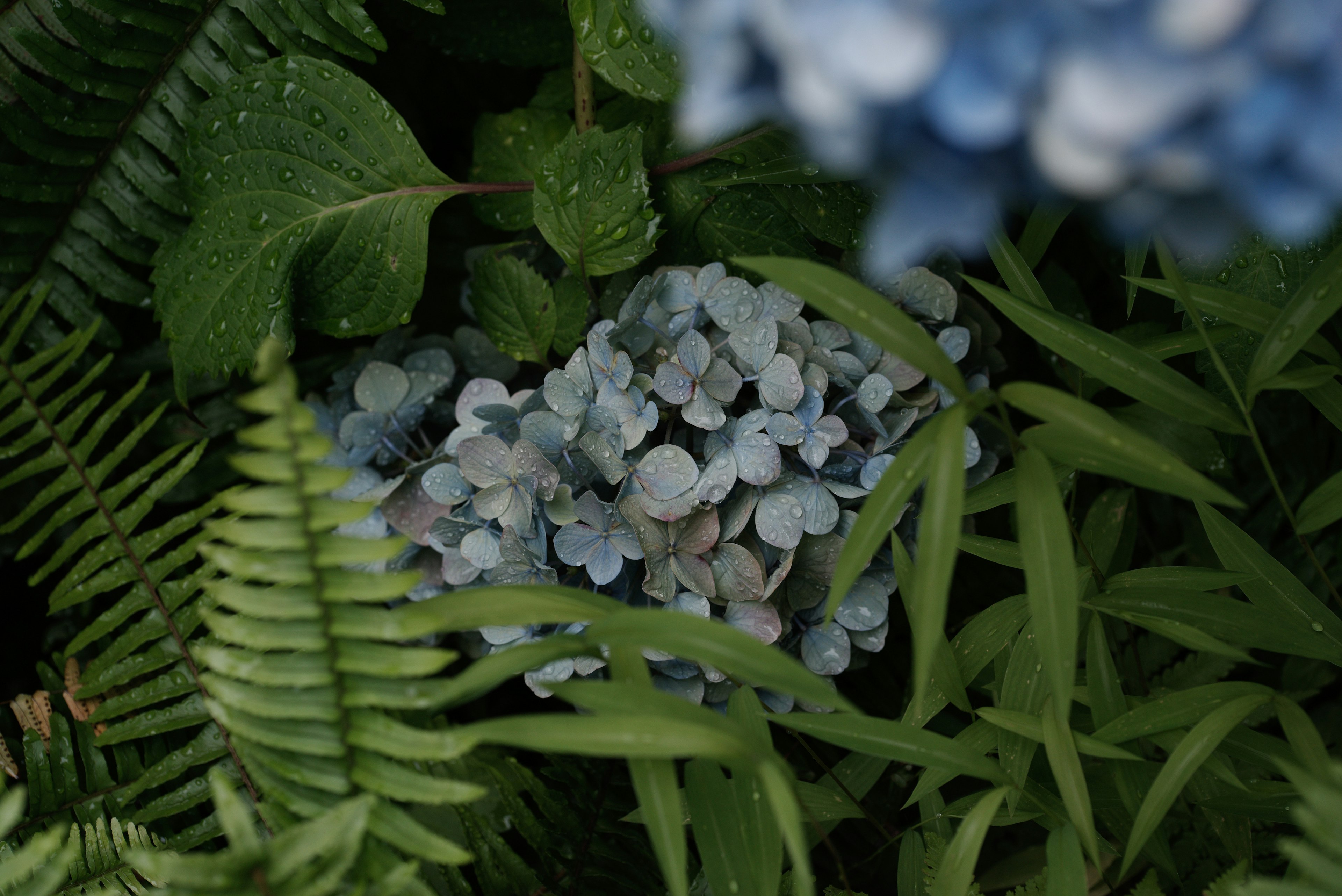 Mazzo di fiori blu nascosto tra le foglie verdi