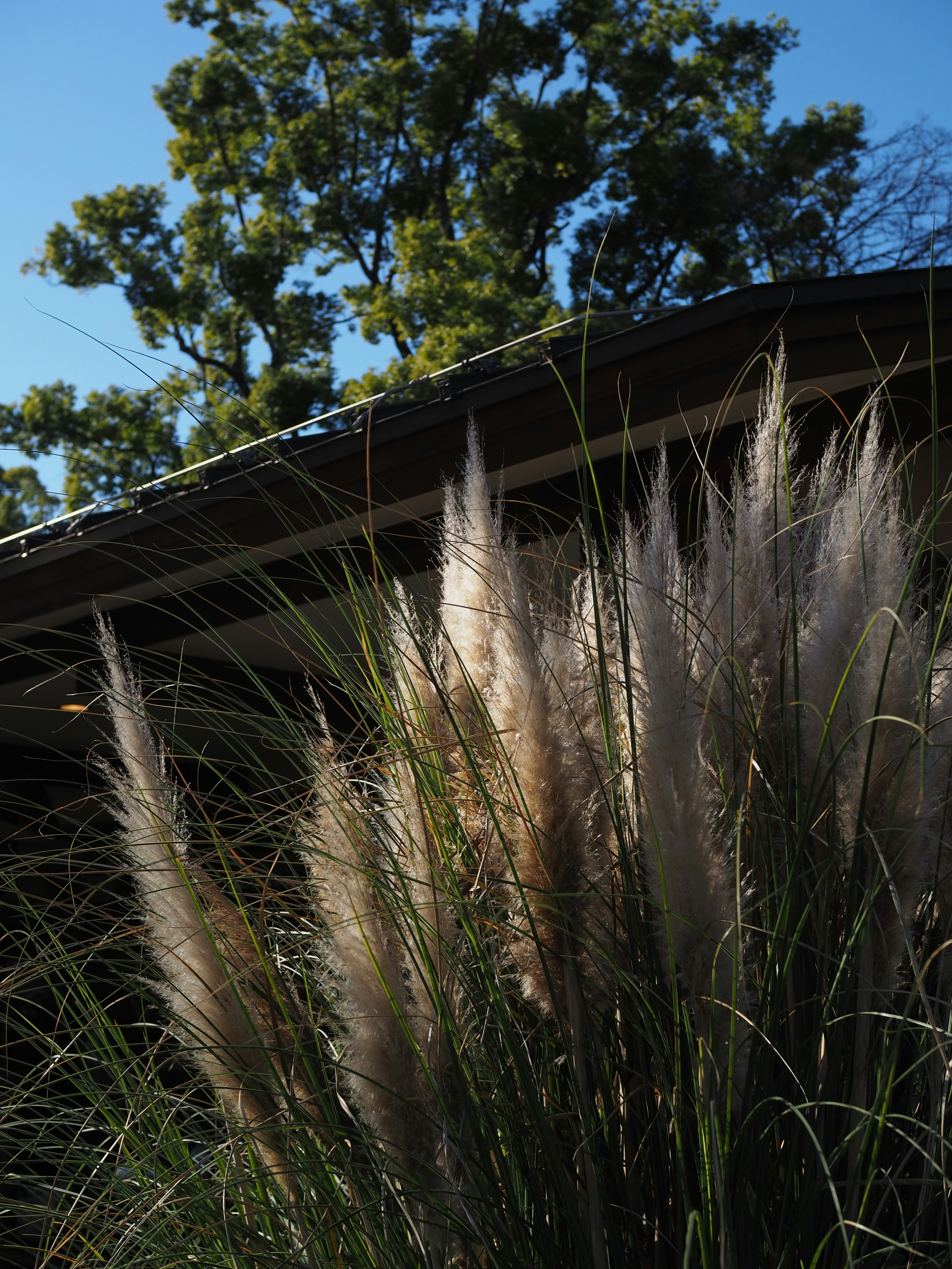 Pampas grass swaying under blue sky with tree silhouettes