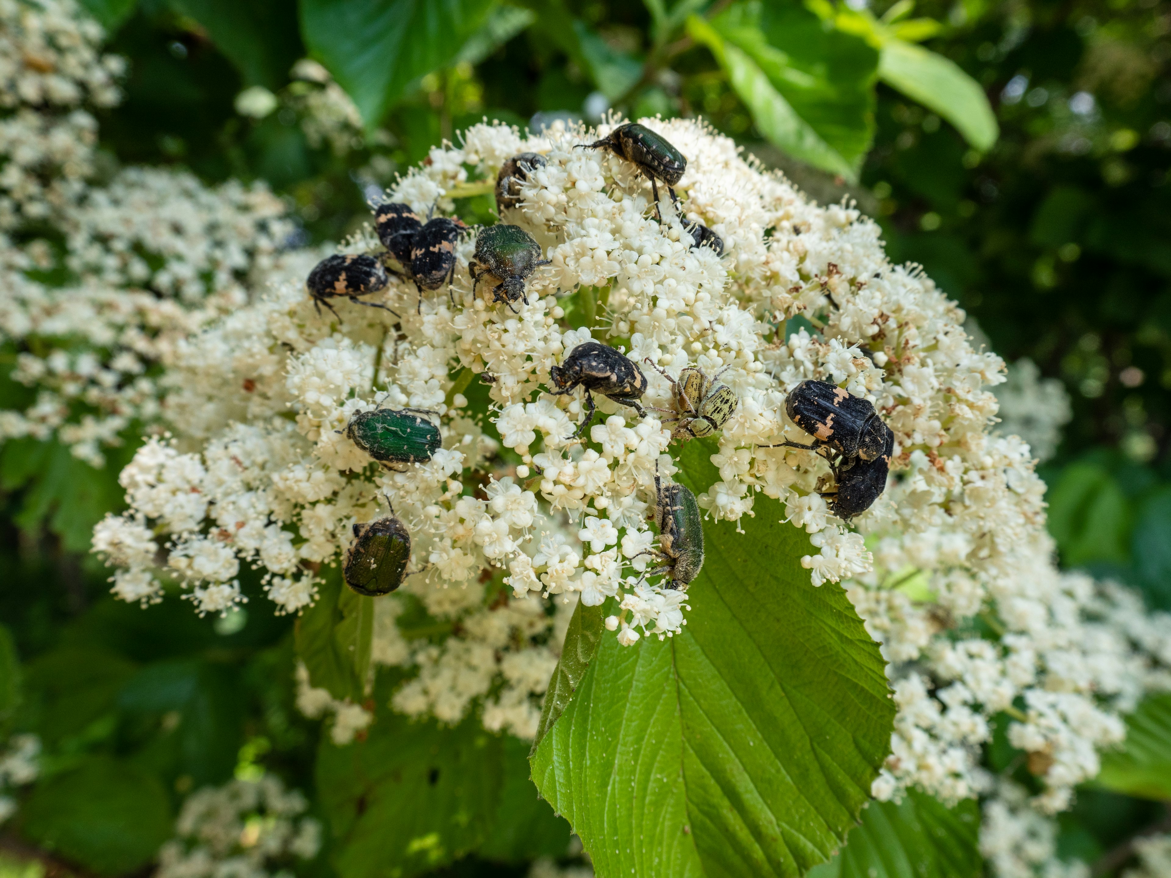 Nahaufnahme von Insekten, die sich auf weißen Blumen versammeln