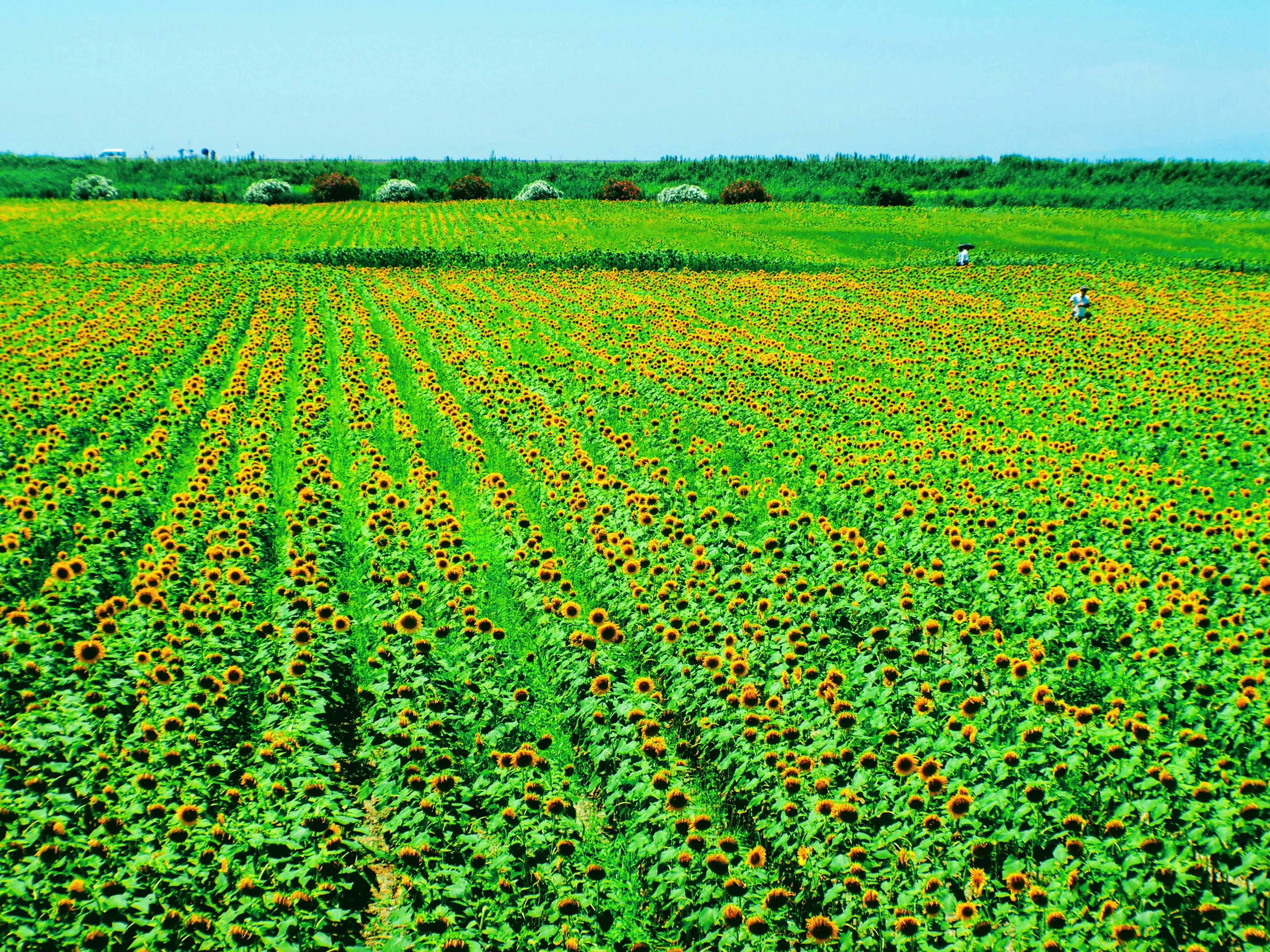 Amplio campo de girasoles bajo un cielo azul