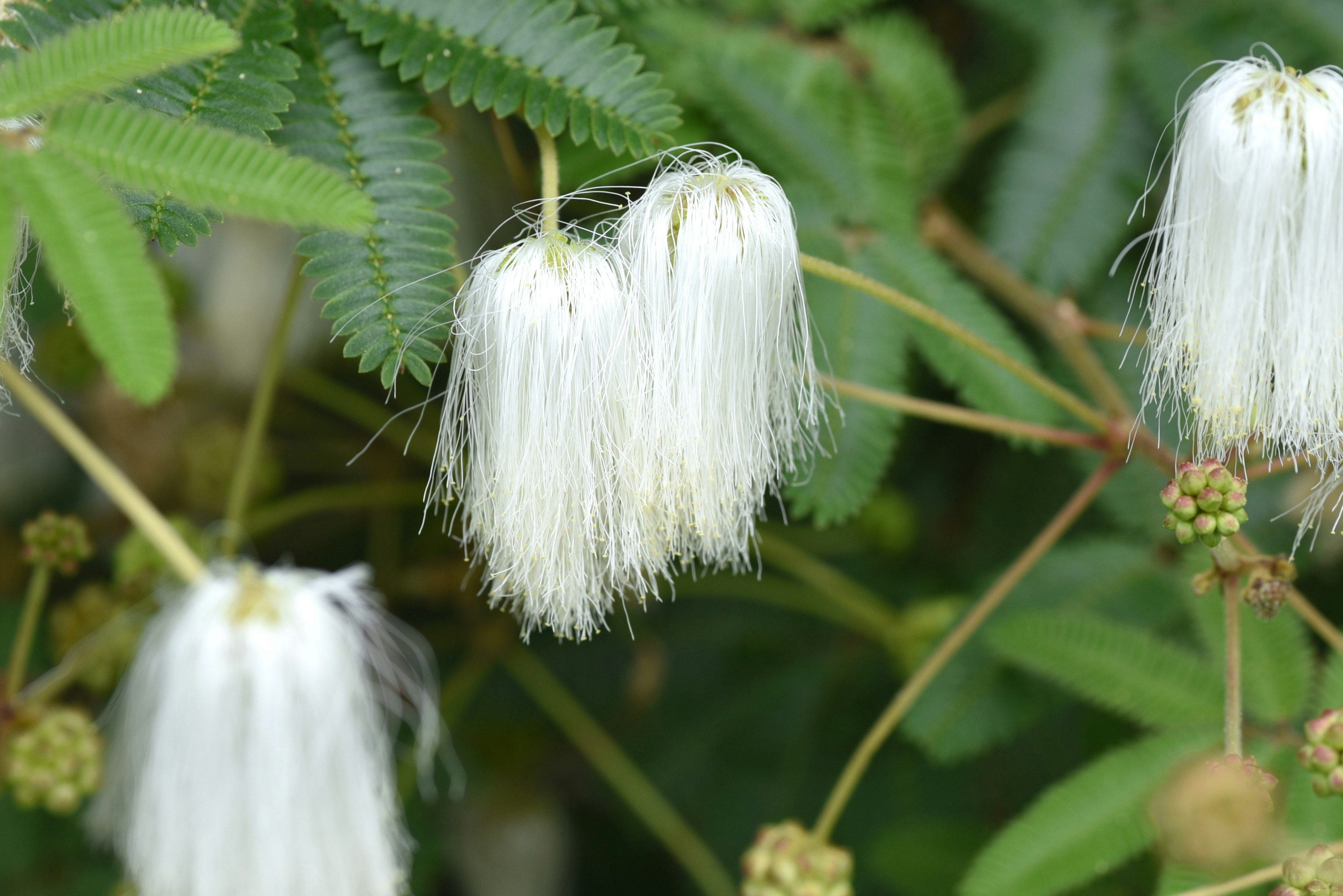 白いフワフワした花が緑の葉の中で咲いている様子