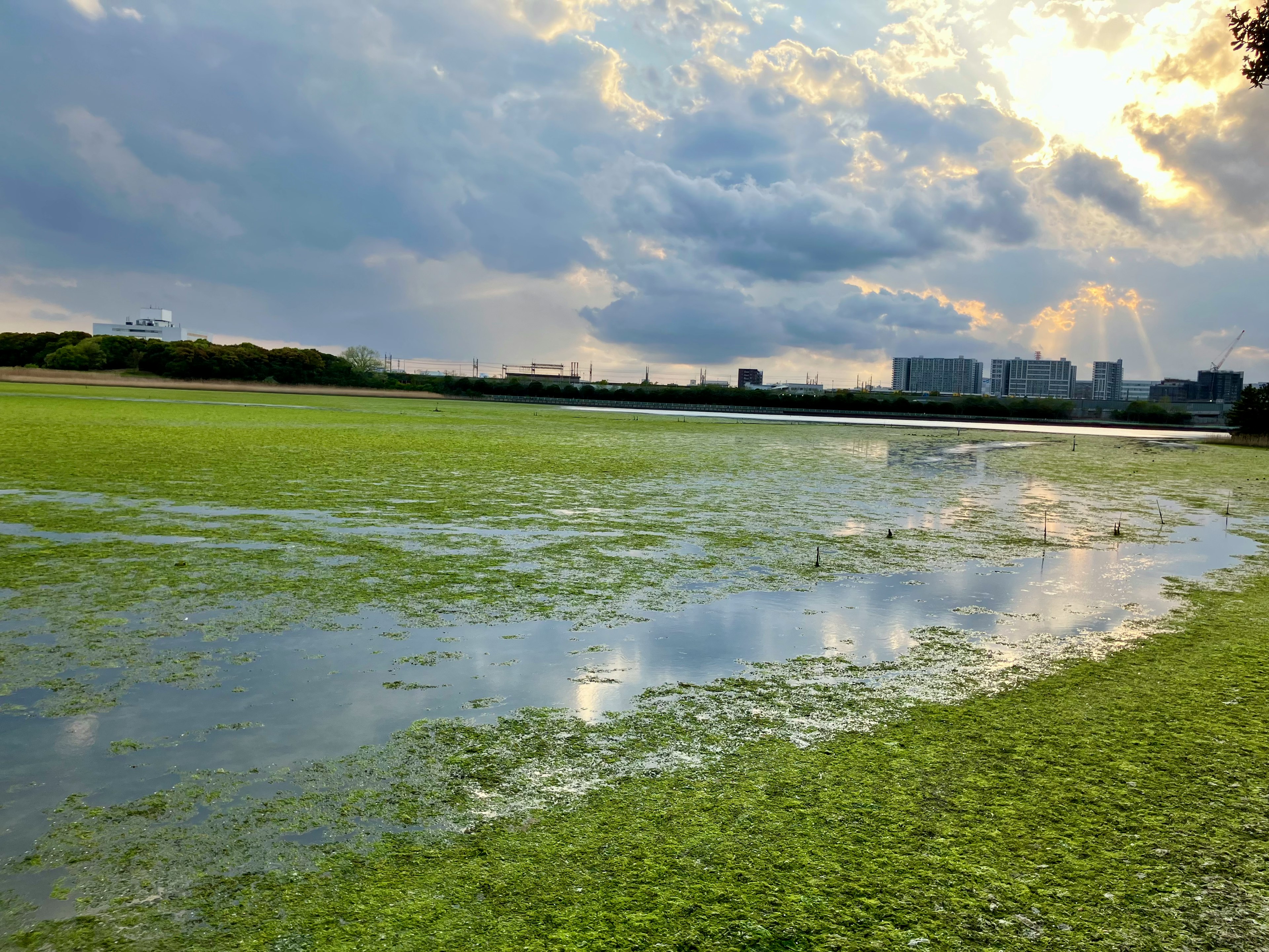 水面に浮かぶ藻と雲が広がる風景