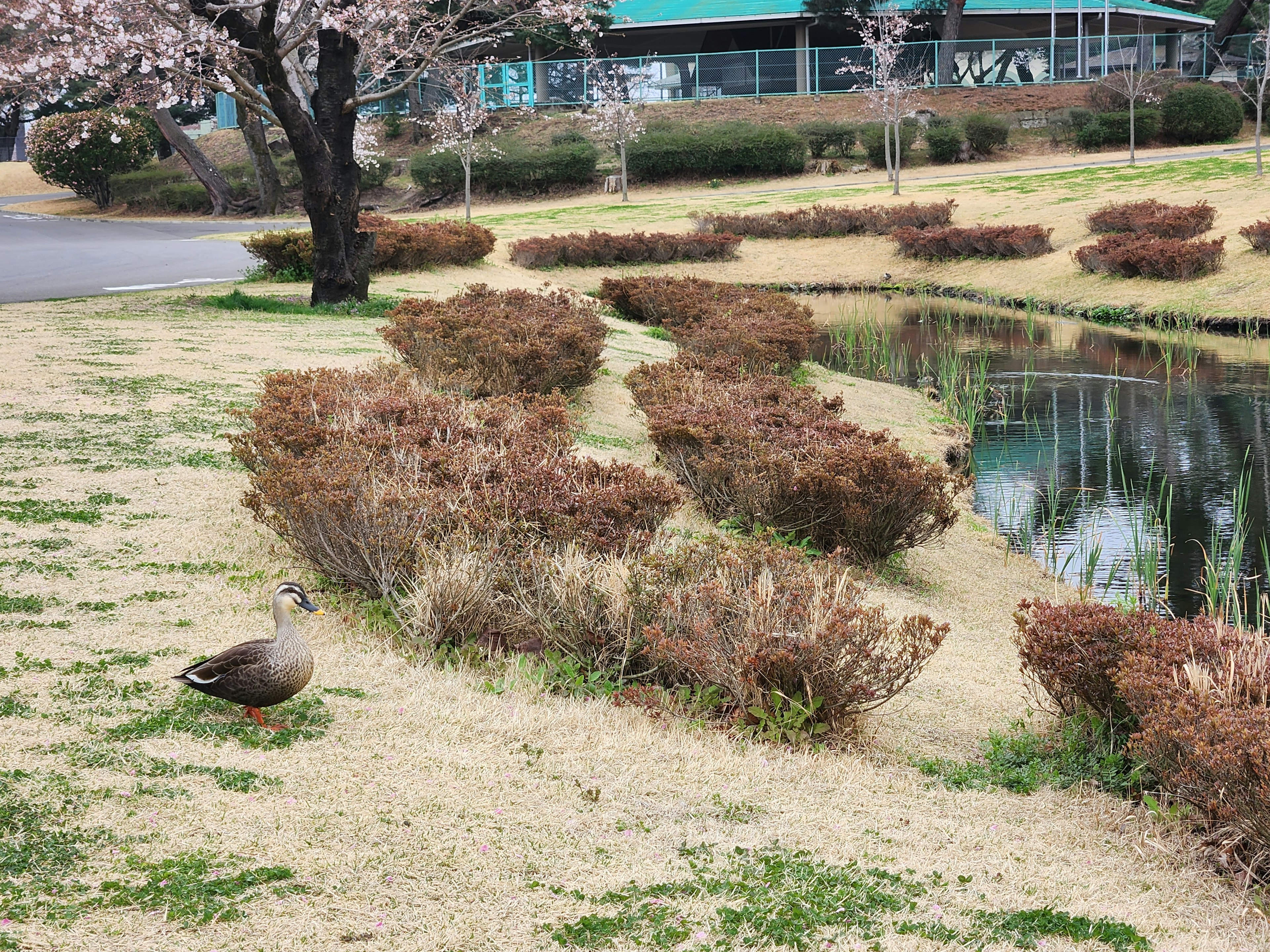 公園池塘附近的一隻鴨子和枯萎的灌木