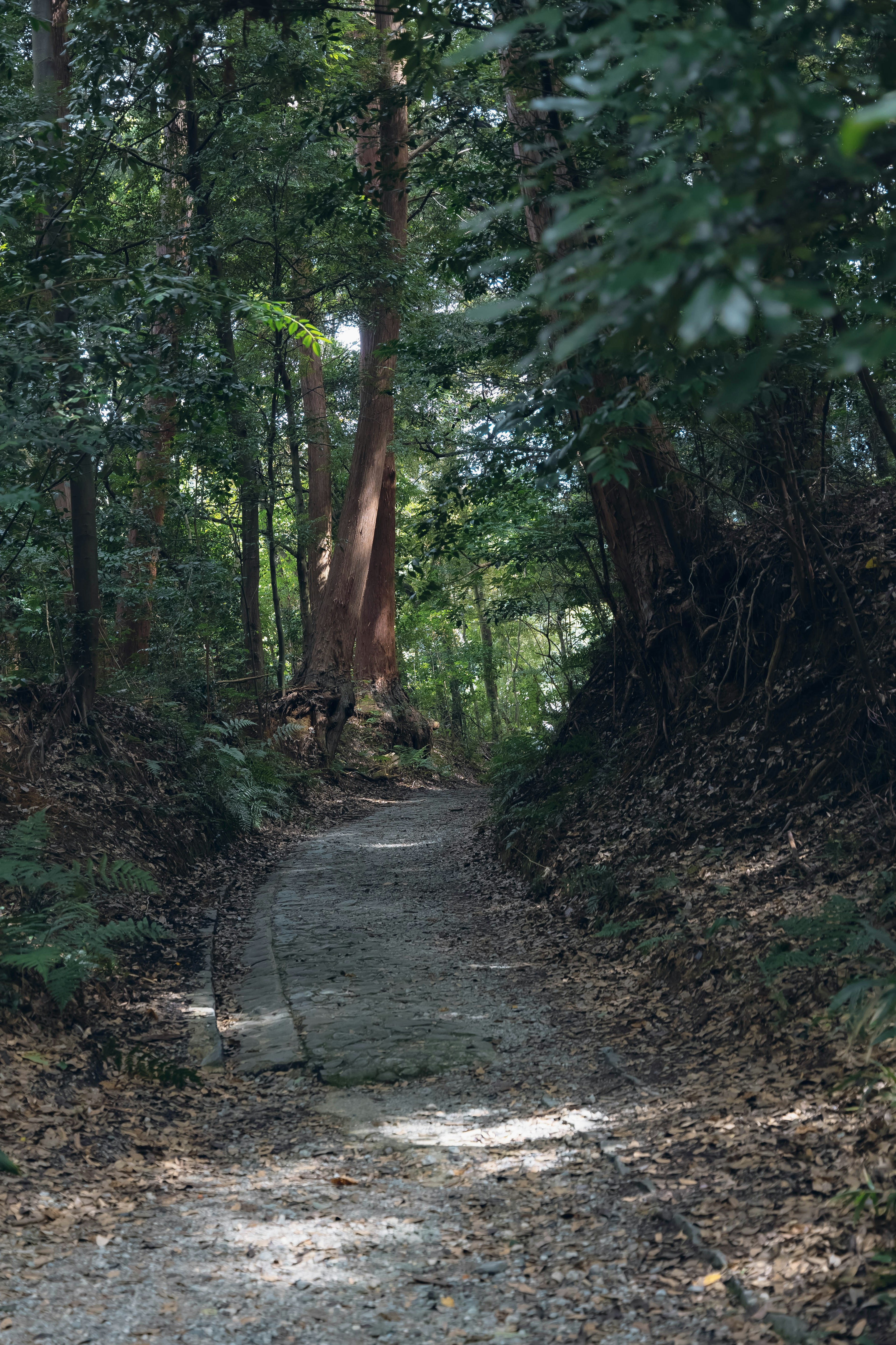 静かな森の小道が続いている緑の木々に囲まれた風景