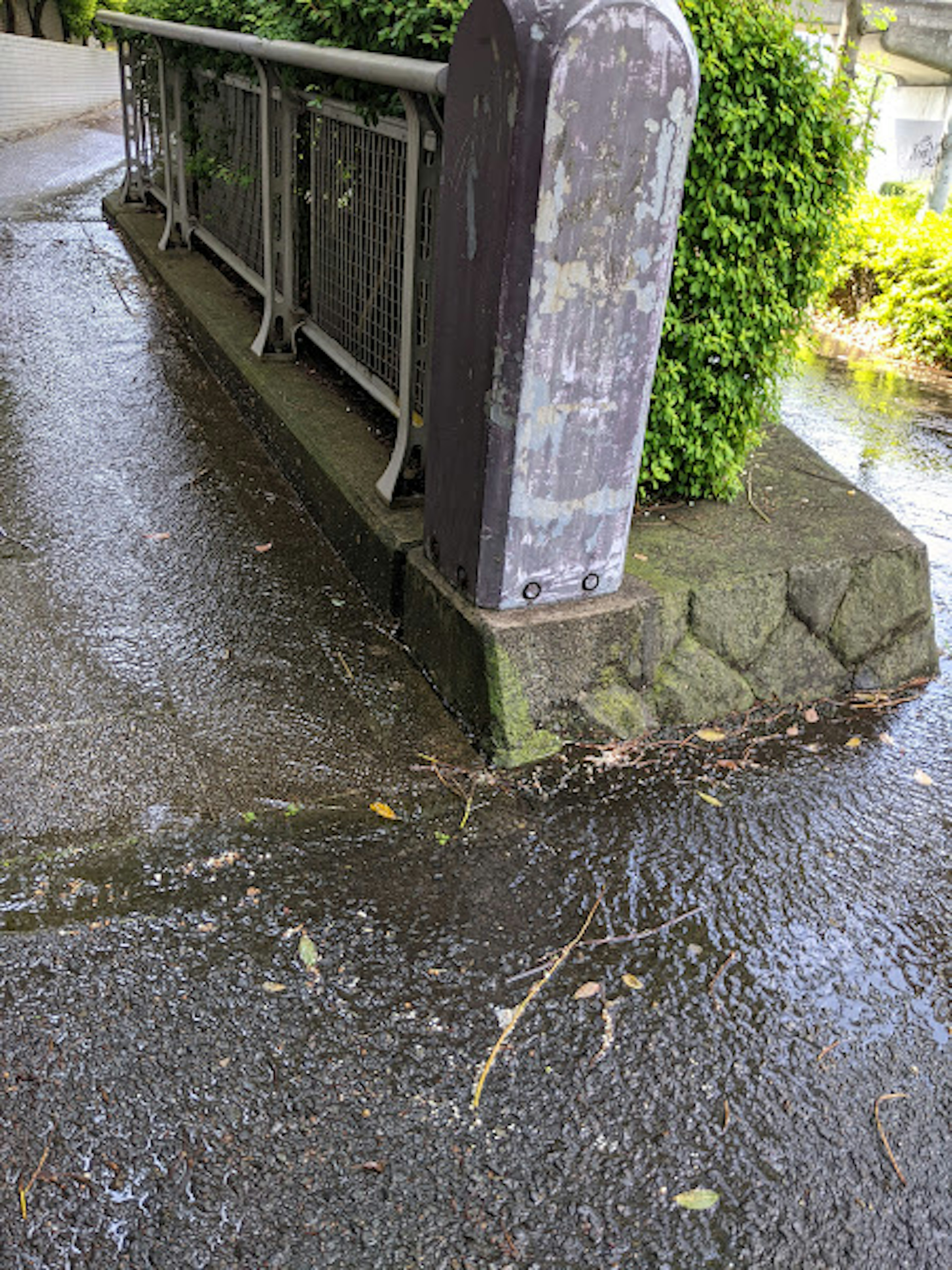 Metal railing beside a waterlogged path with lush greenery