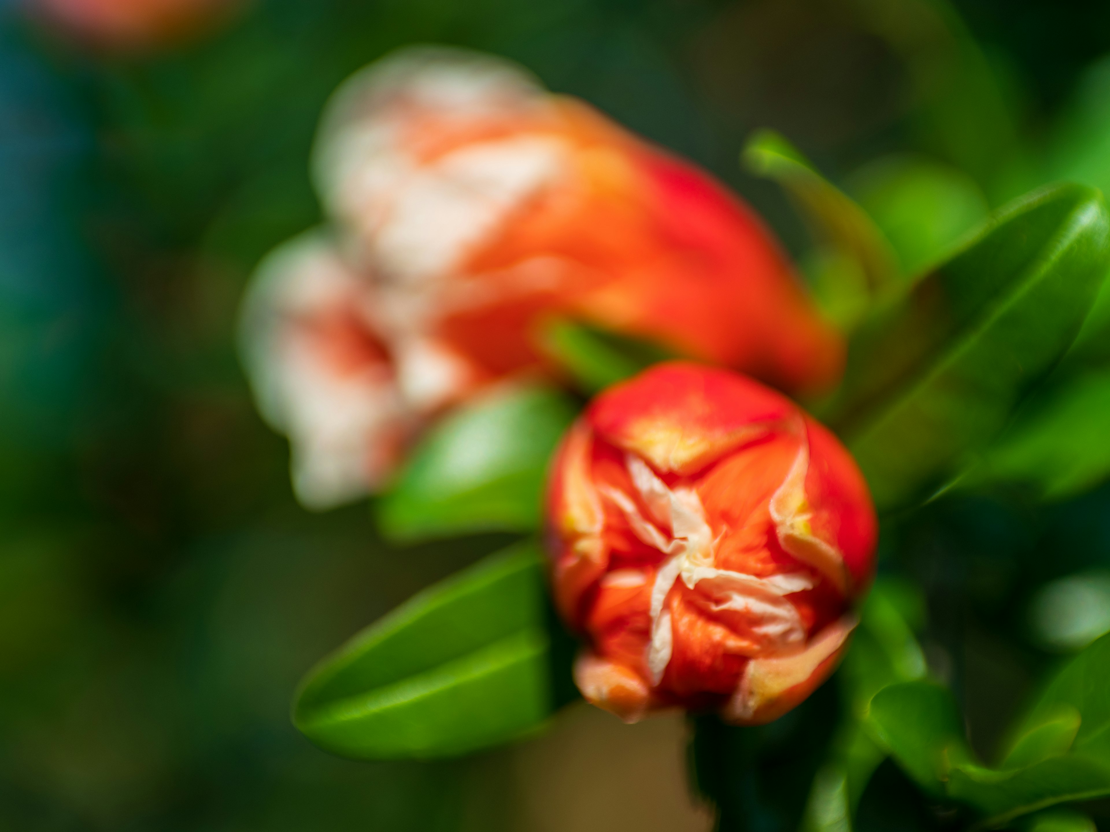 Close-up of vibrant red flower buds with green leaves