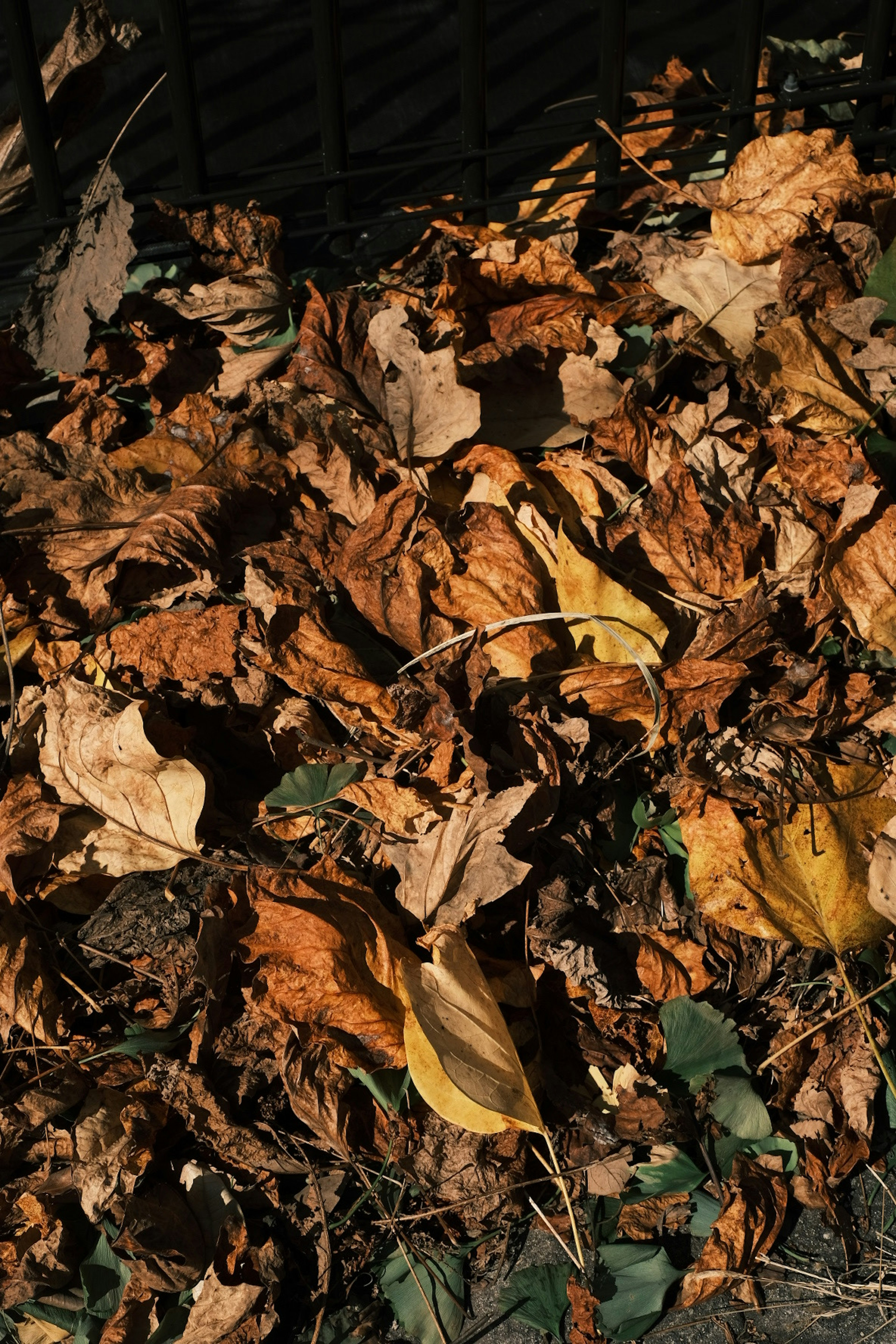 Eine Sammlung von Herbstblättern mit verschiedenen Brauntönen und Gelbtönen