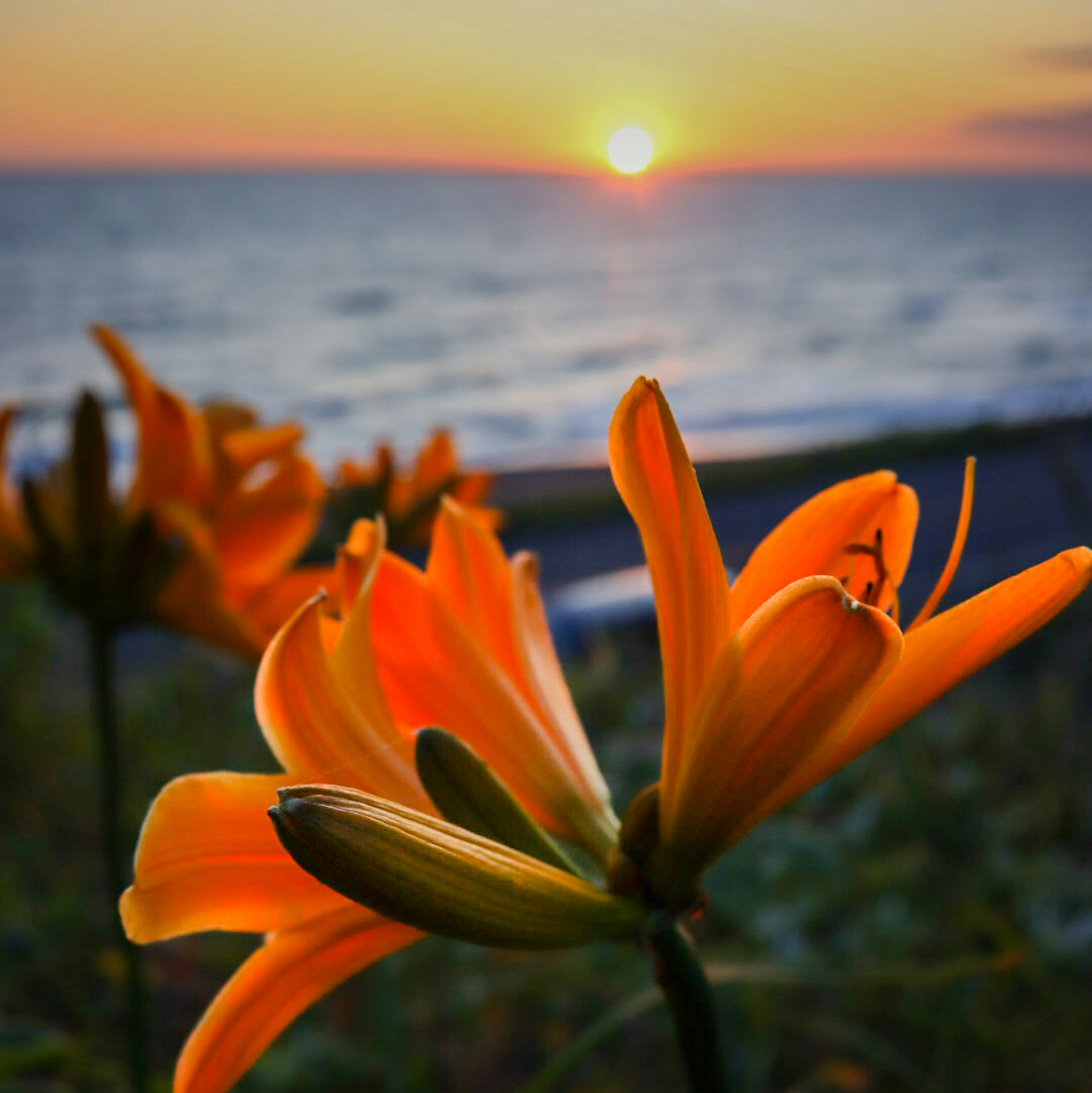 夕日を背景にしたオレンジ色の花と海の風景