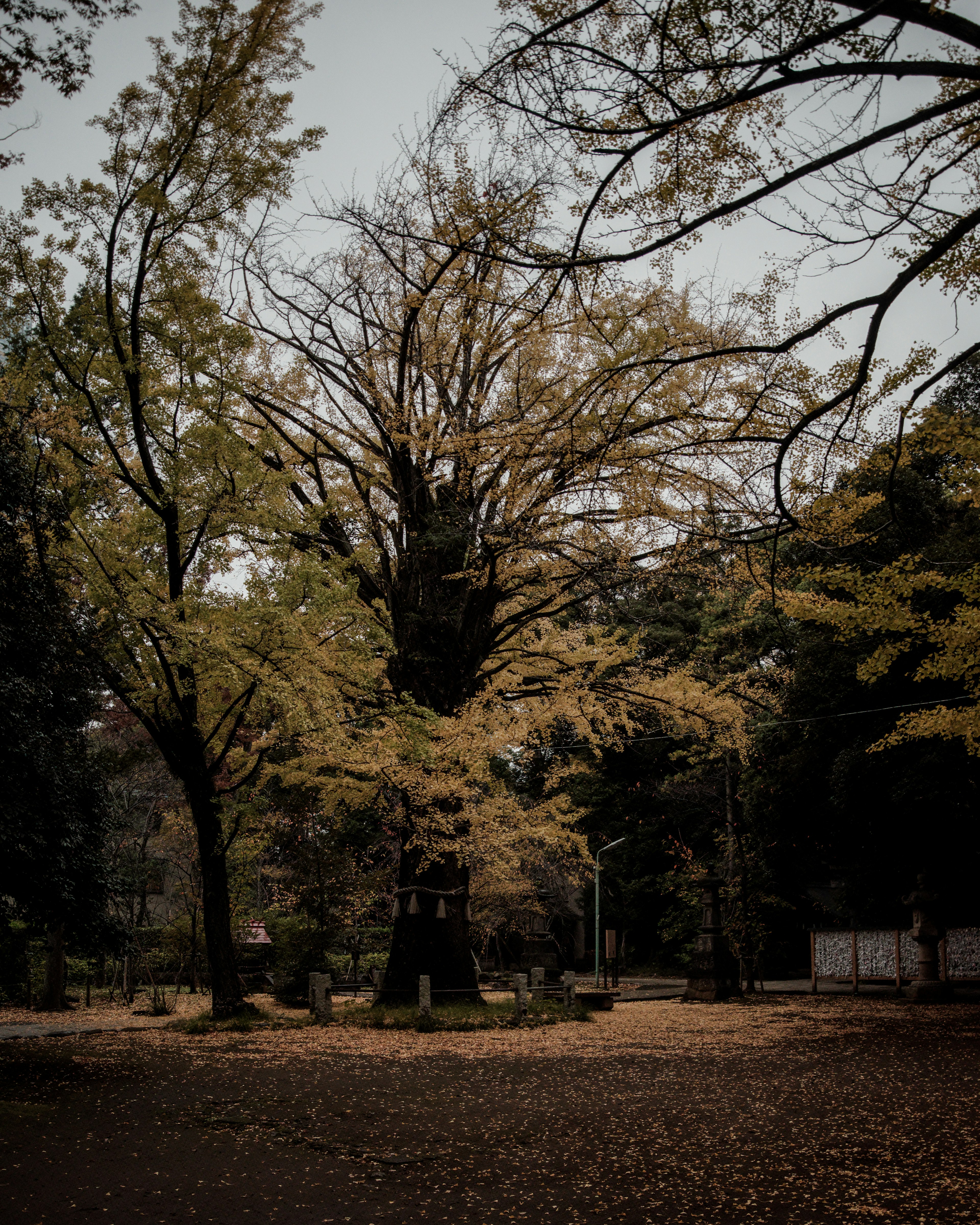 秋の風景の公園に立つ大きなイチョウの木と落ち葉