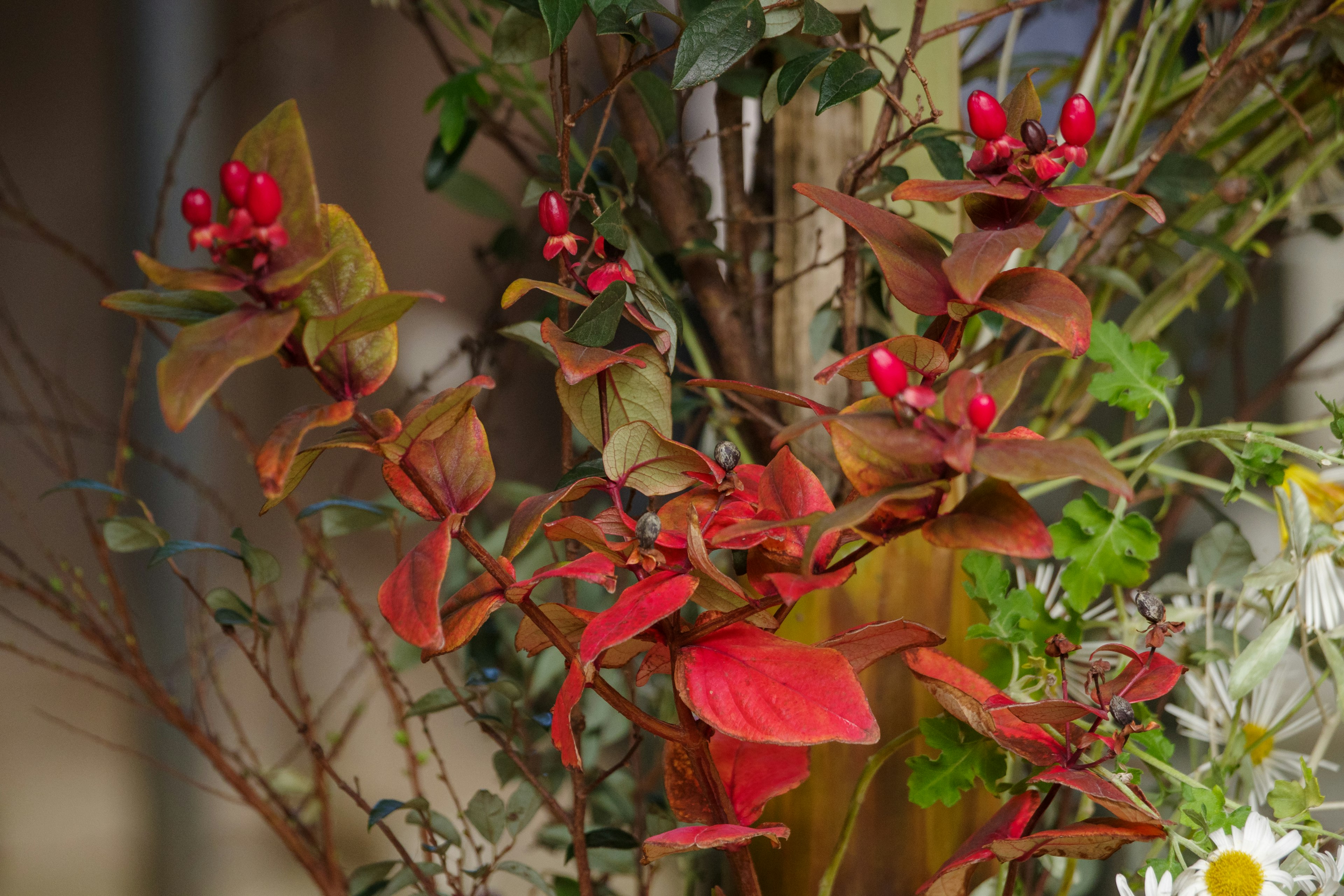 赤い実と緑の葉を持つ植物のクローズアップ