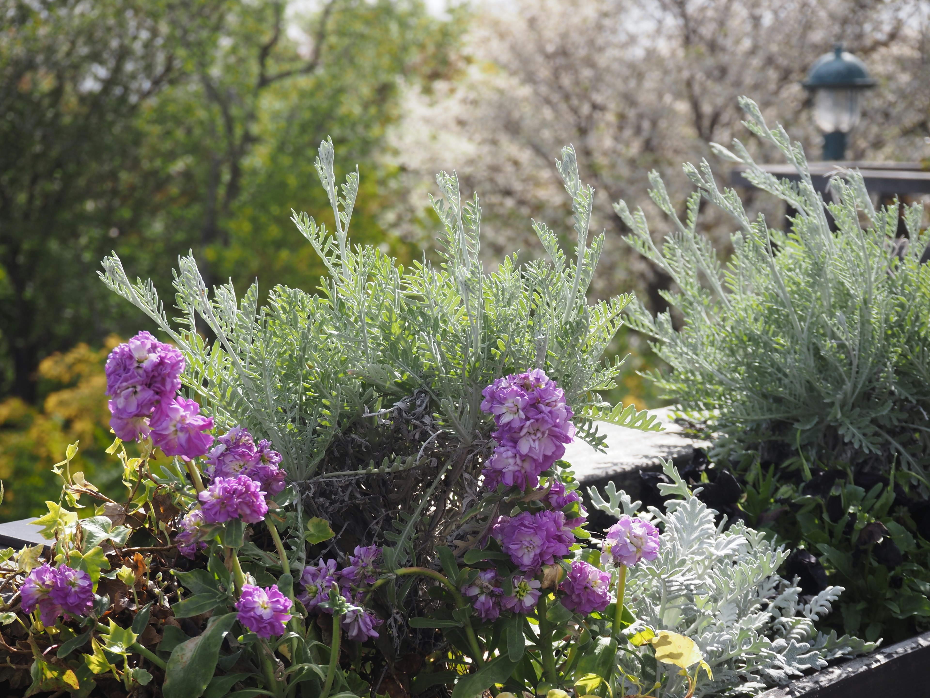 Vibrant flower arrangement with purple blooms and green foliage