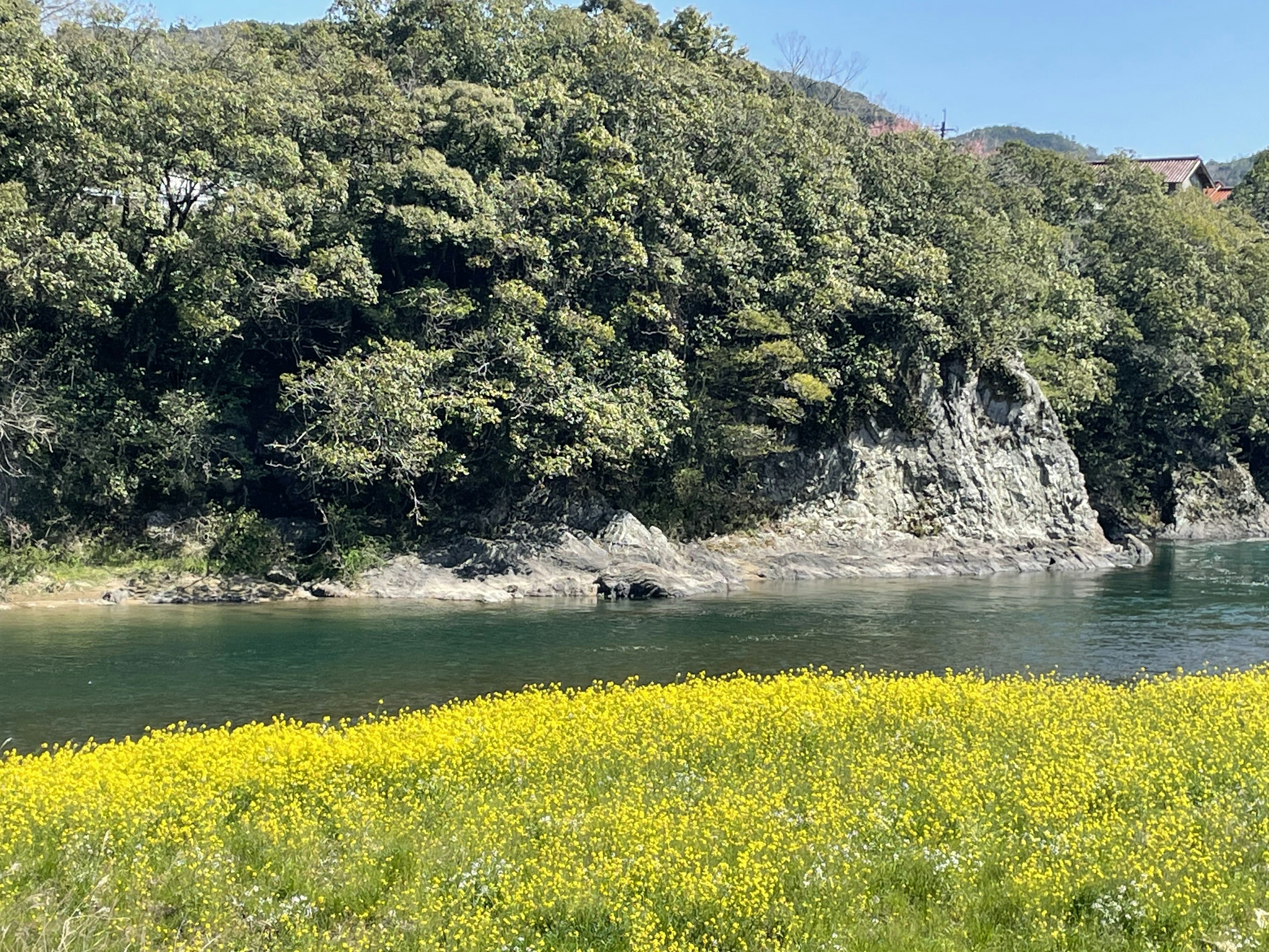 Pemandangan sungai biru dengan ladang bunga kuning dan pepohonan hijau subur