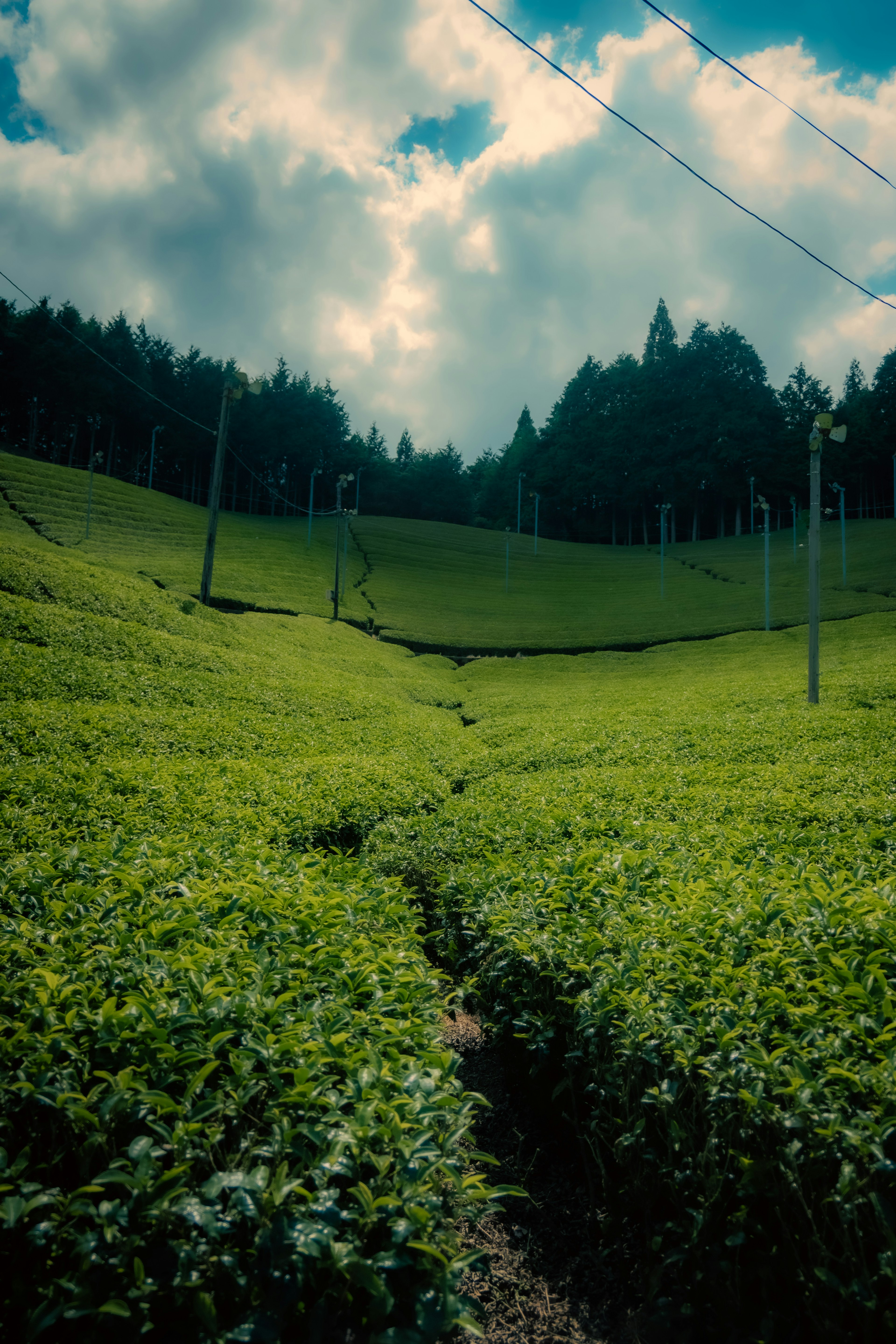 緑の茶畑が広がる風景と青空に浮かぶ雲