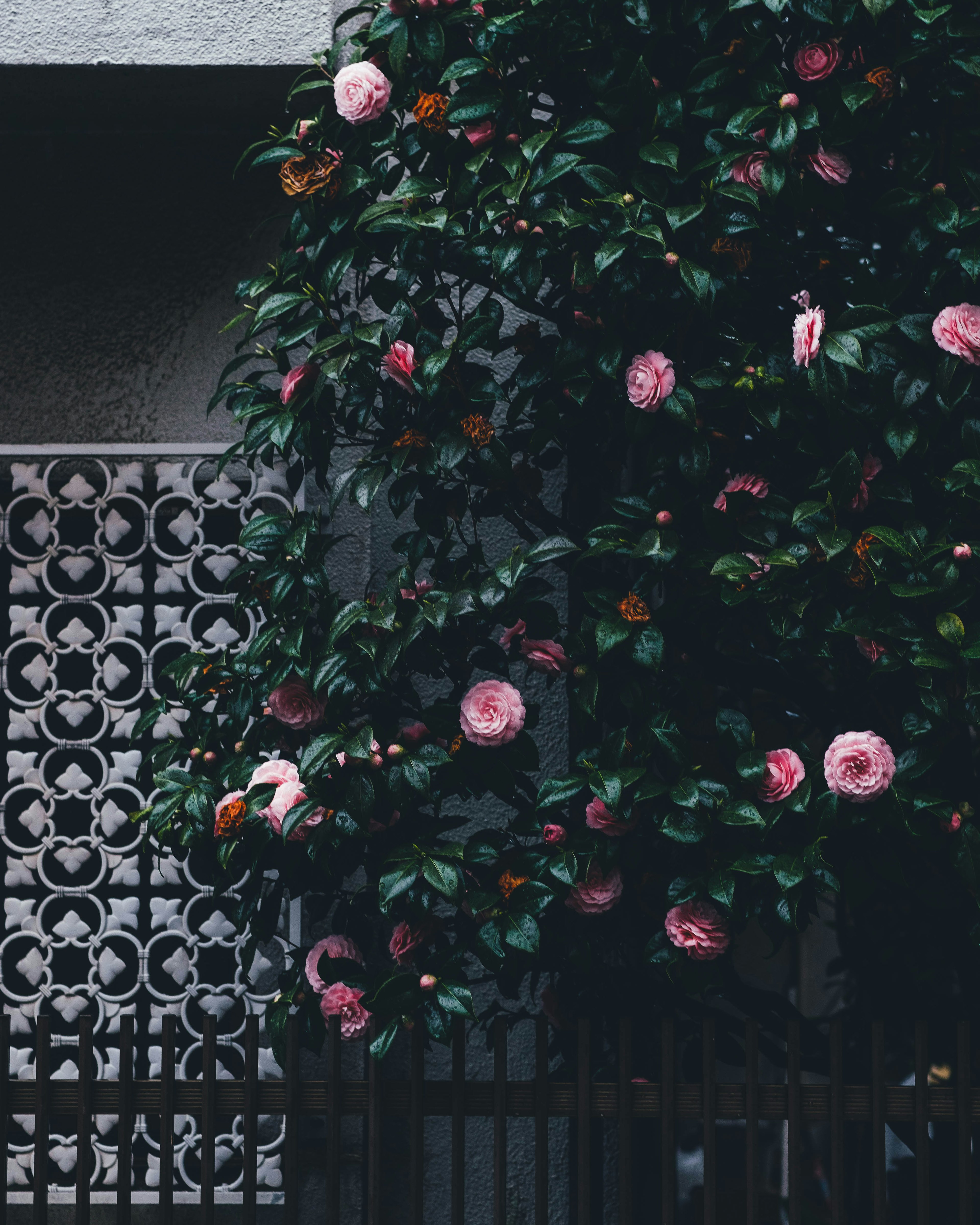 Üppige grüne Pflanze mit rosa Blumen vor einer dekorativen Wand