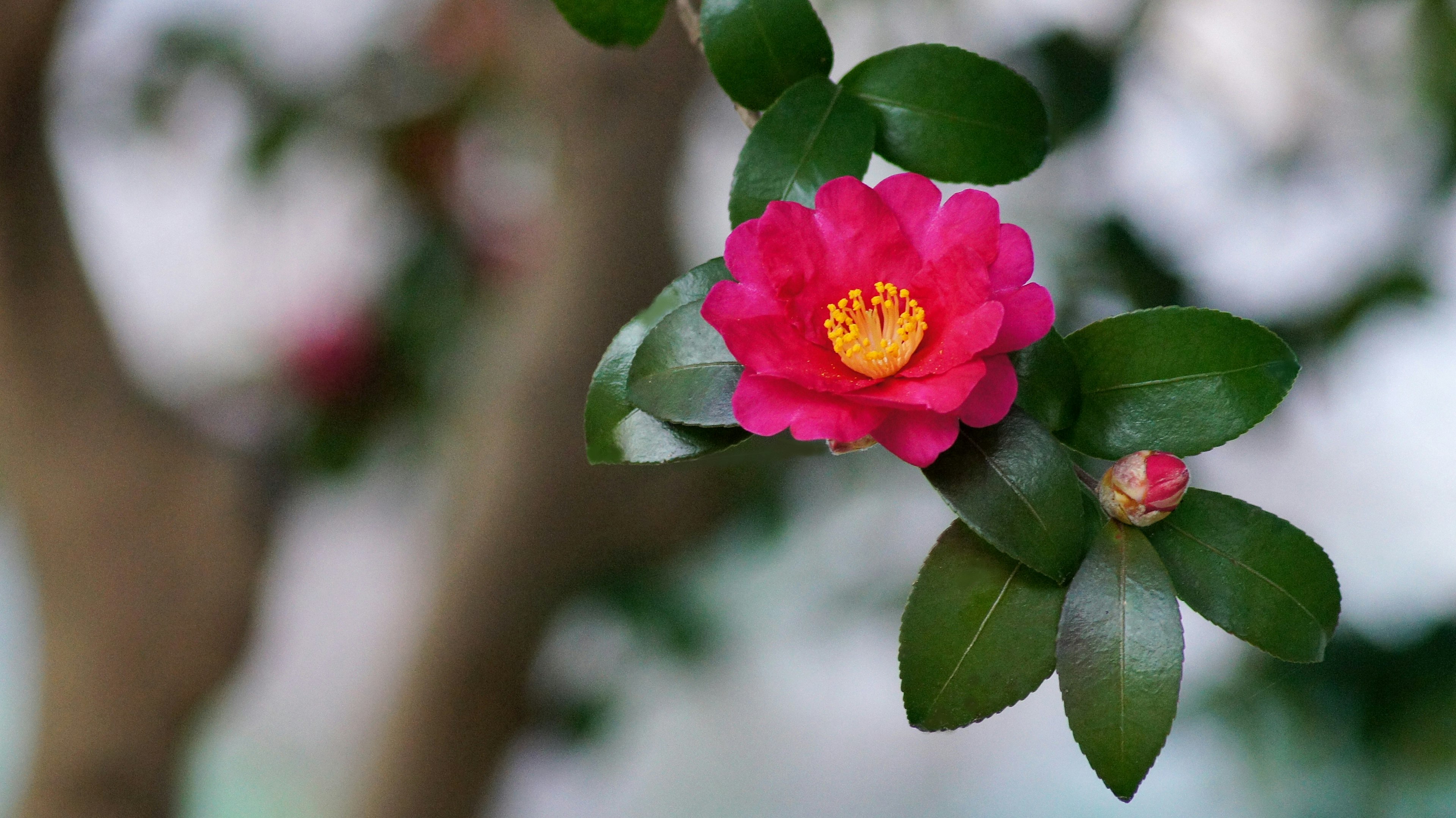 鮮やかなピンクの花と緑の葉を持つ椿のクローズアップ