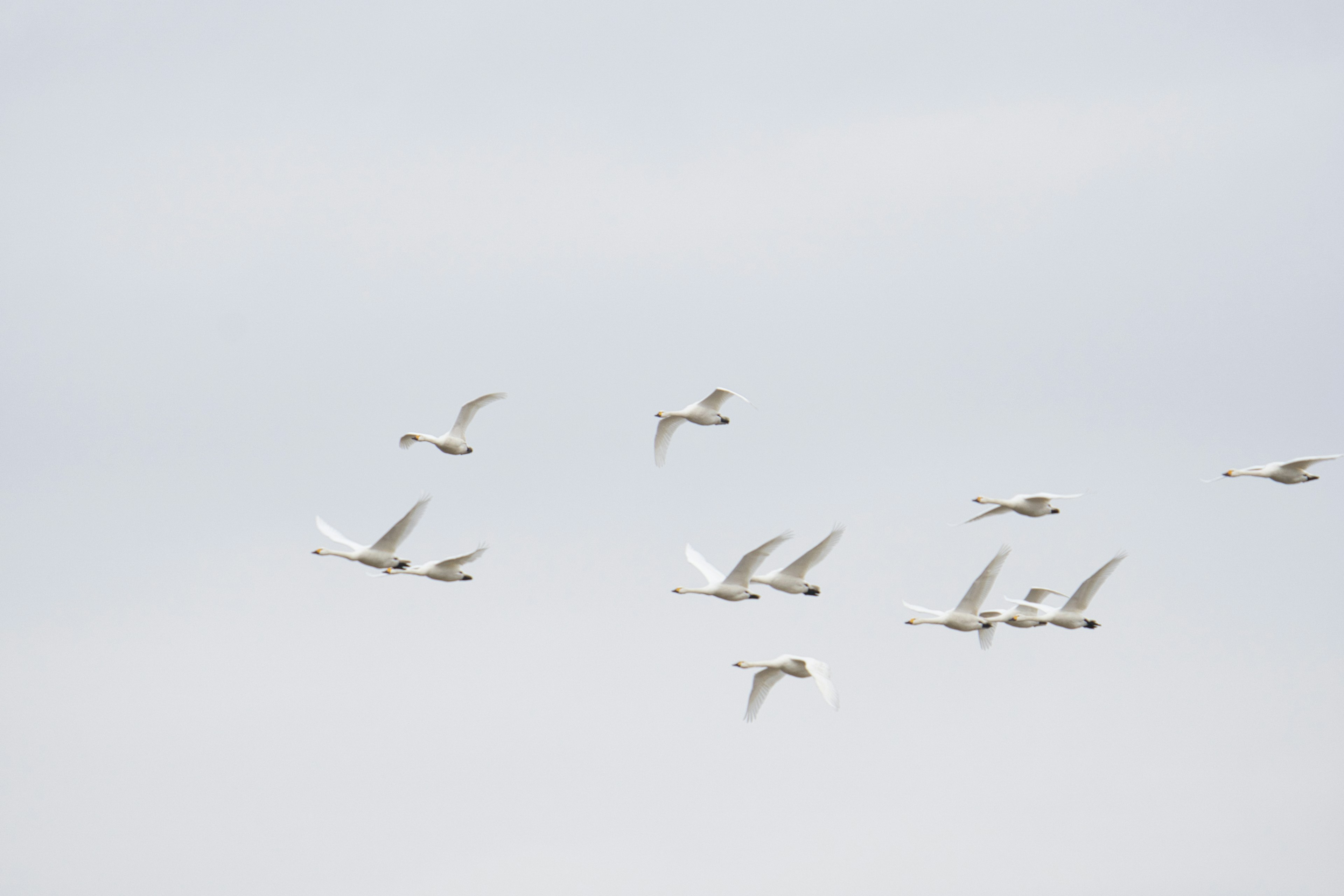 Eine Gruppe weißer Vögel fliegt am Himmel