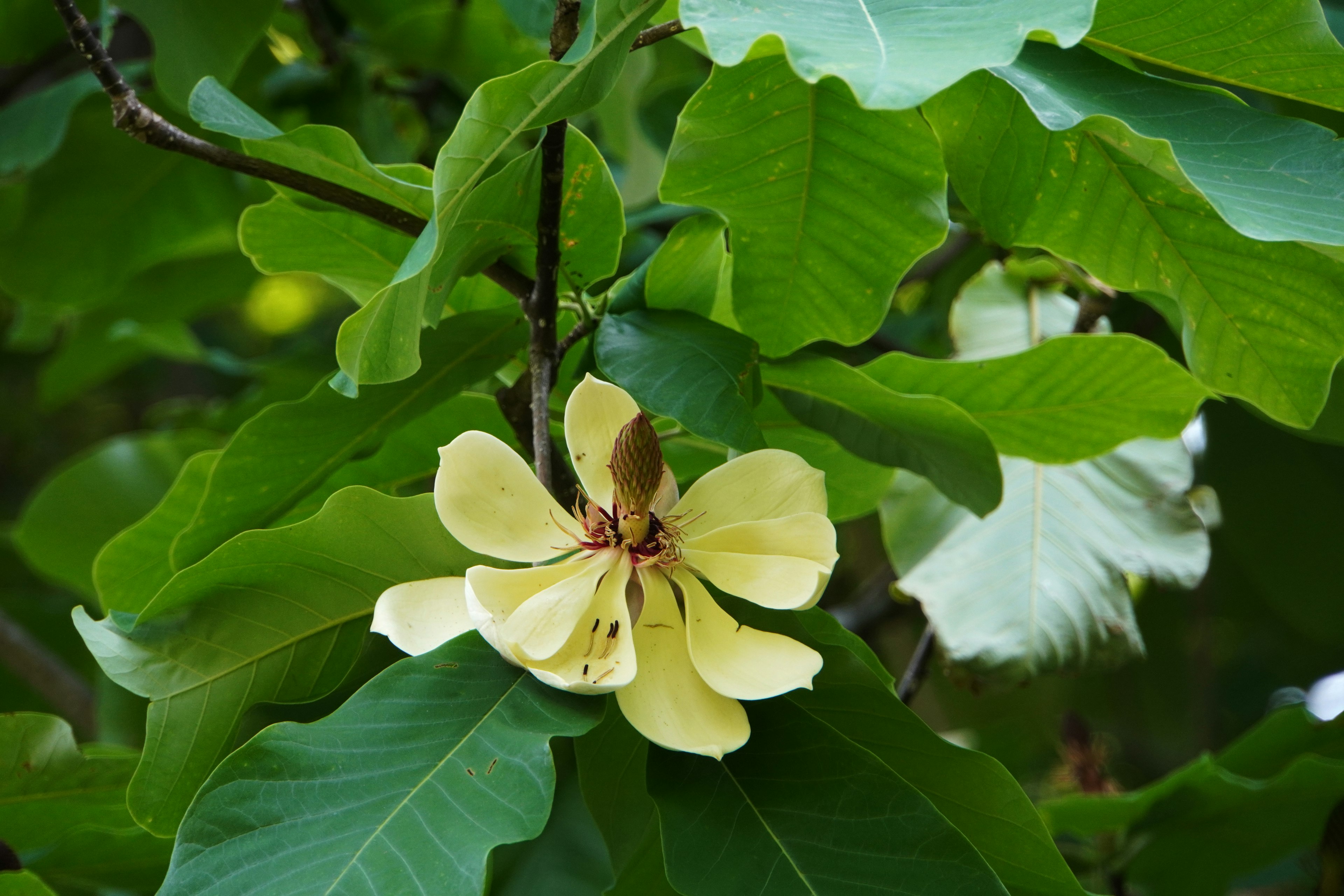 Eine gelbe Blume blüht zwischen üppigem grünem Laub