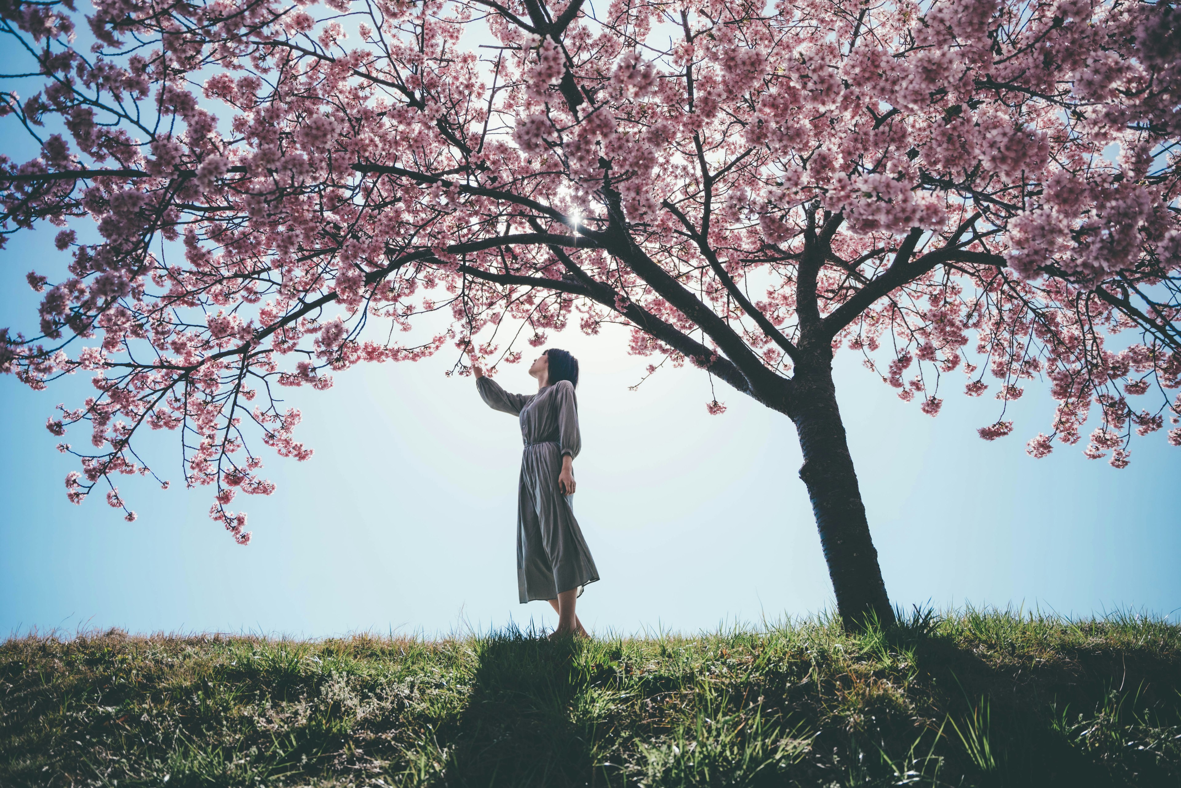 桜の木の下で手を伸ばす女性