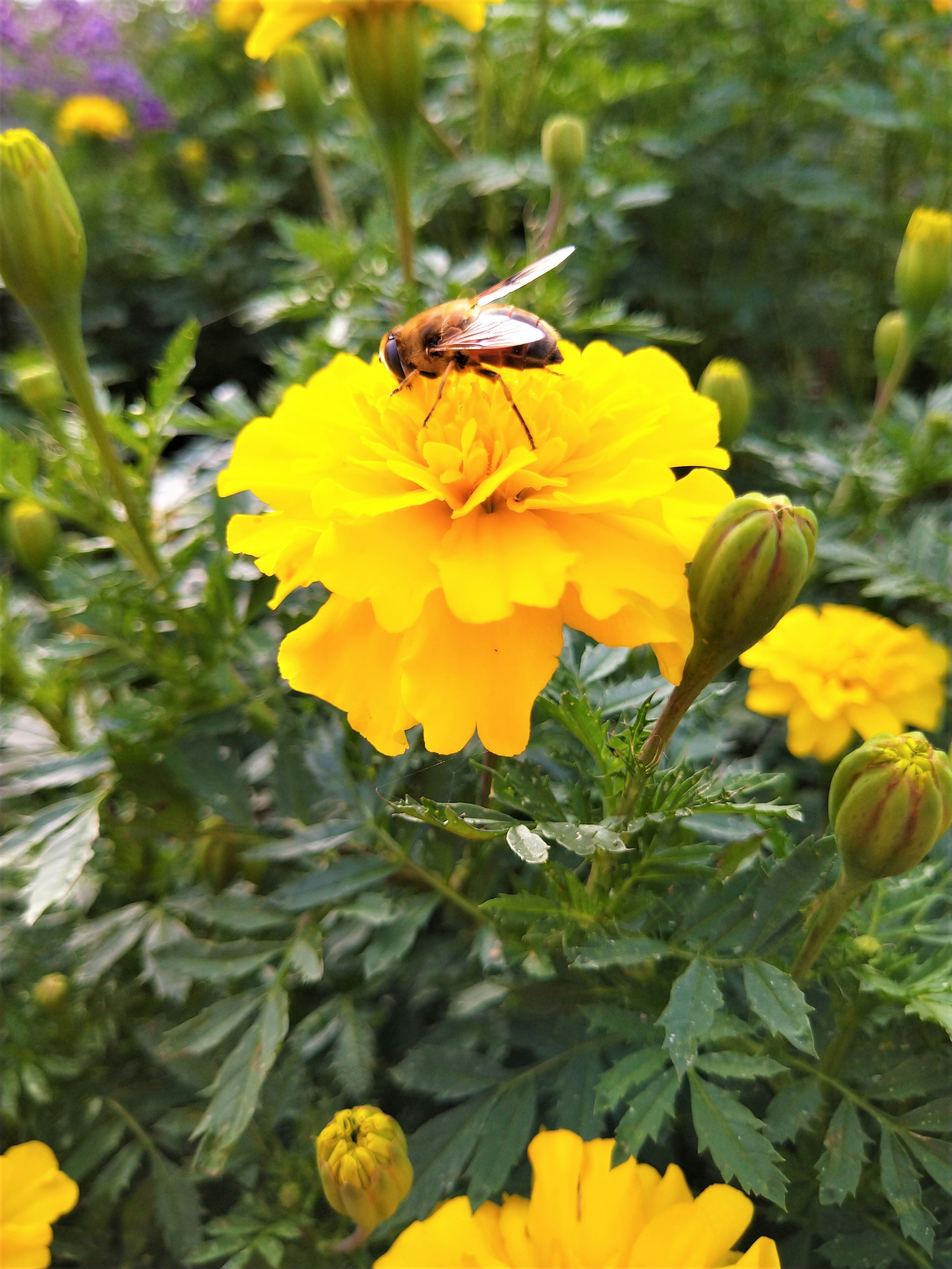 黄色いマリーゴールドの花にとまる蜂の写真