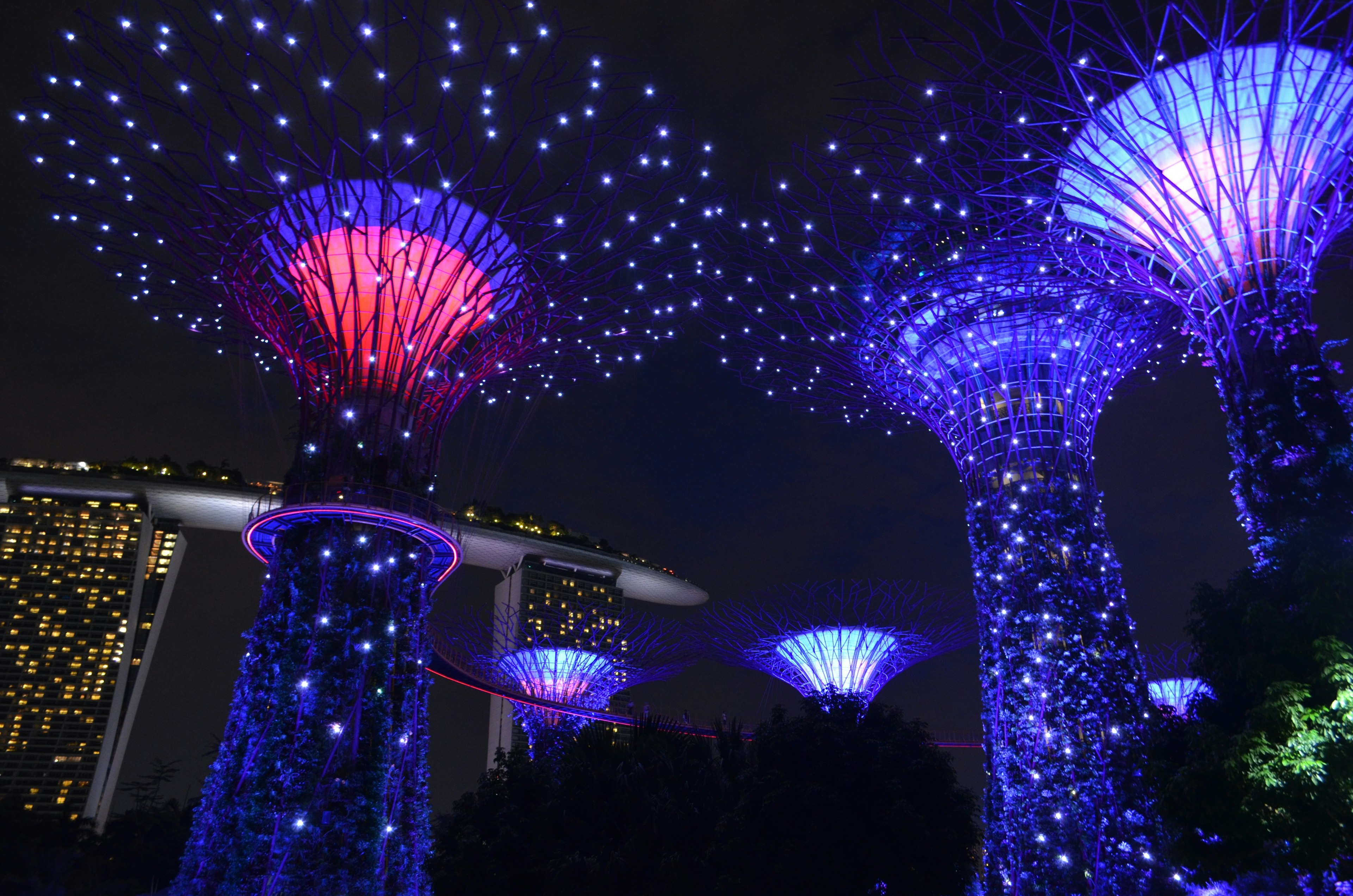 Hermosa vista del Supertree Grove iluminado por la noche