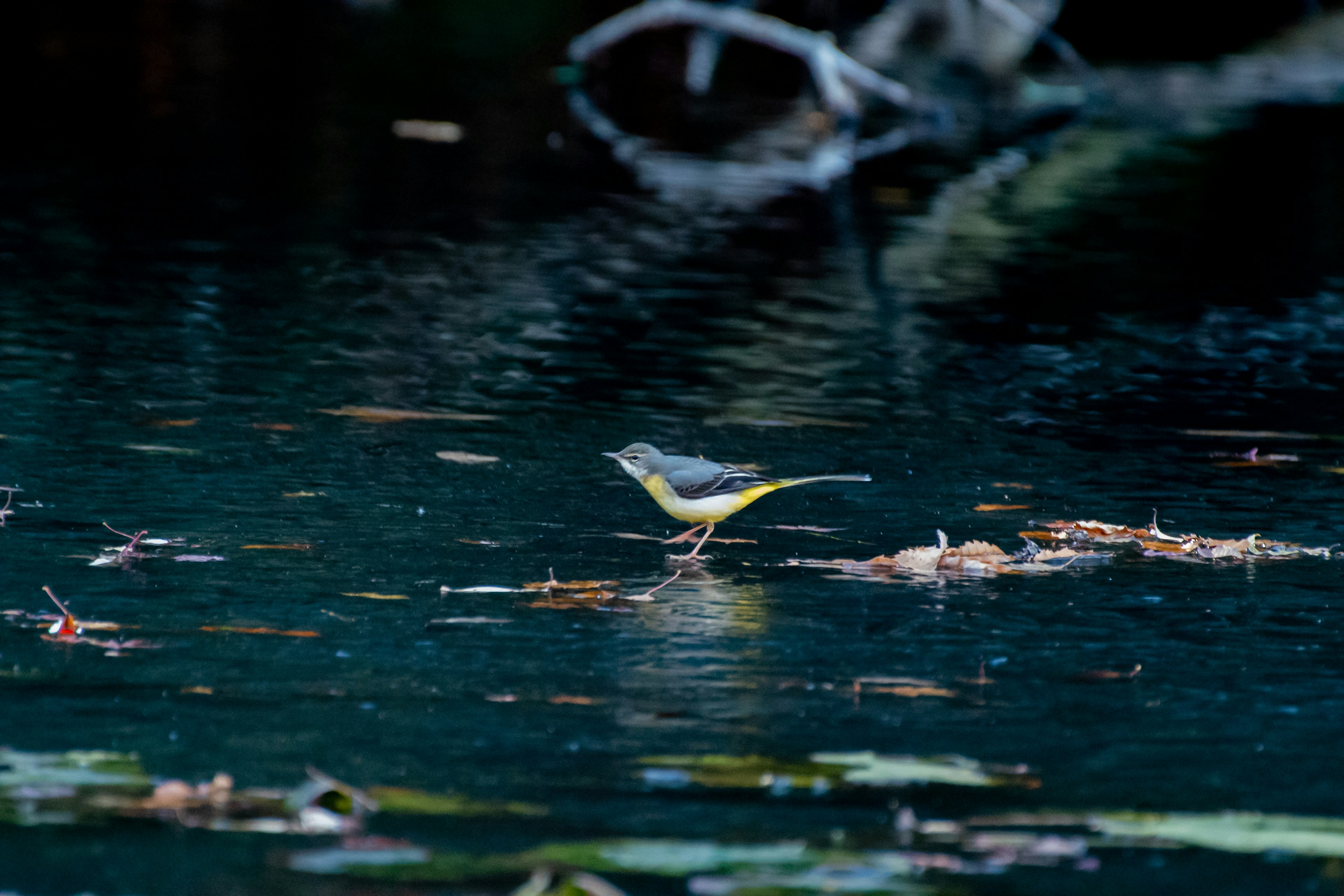 A bird standing on the water surface surrounded by fallen leaves