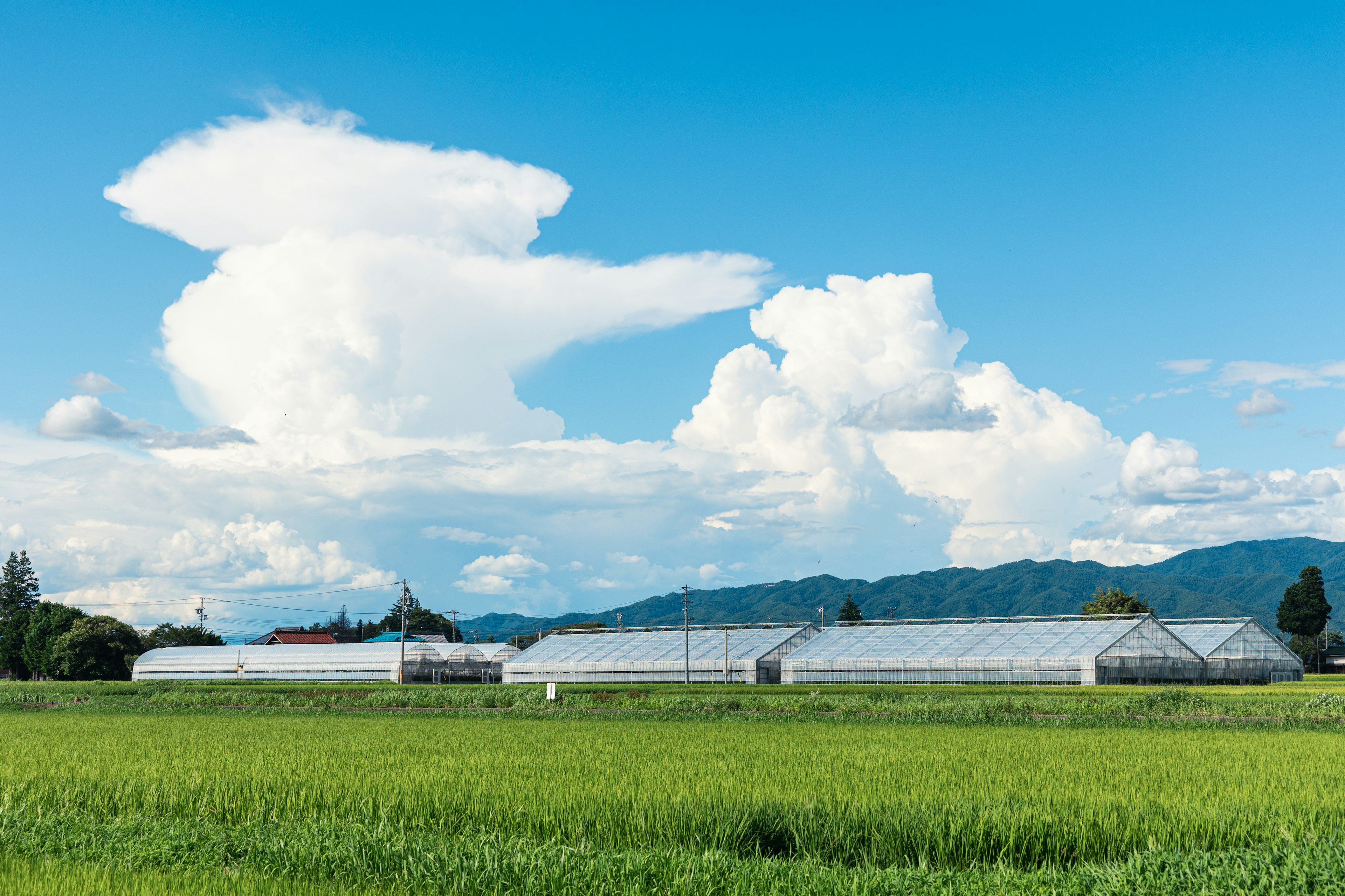 青空の下に広がる緑の田んぼと温室の風景