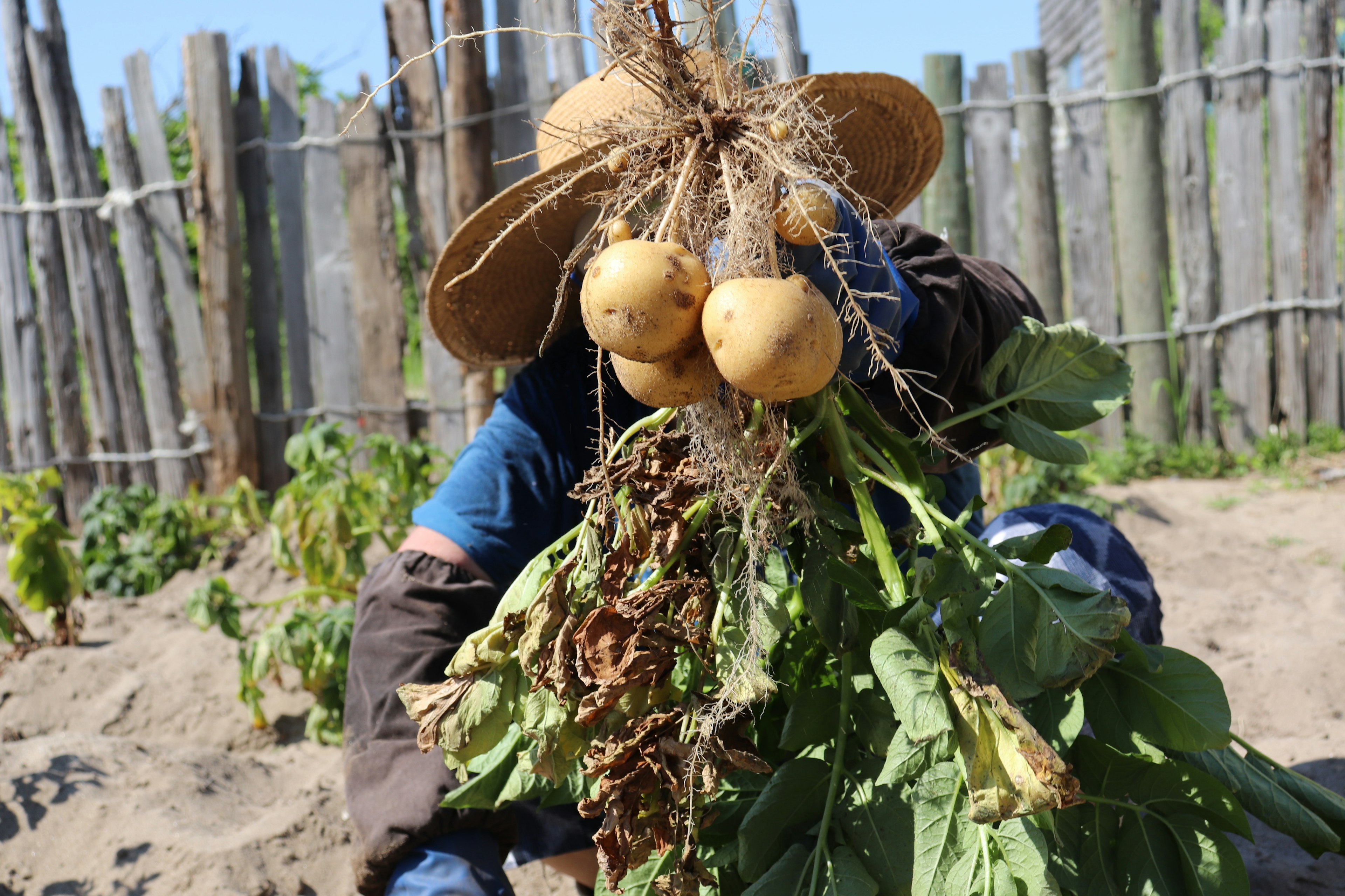 A person harvesting turnips in a garden