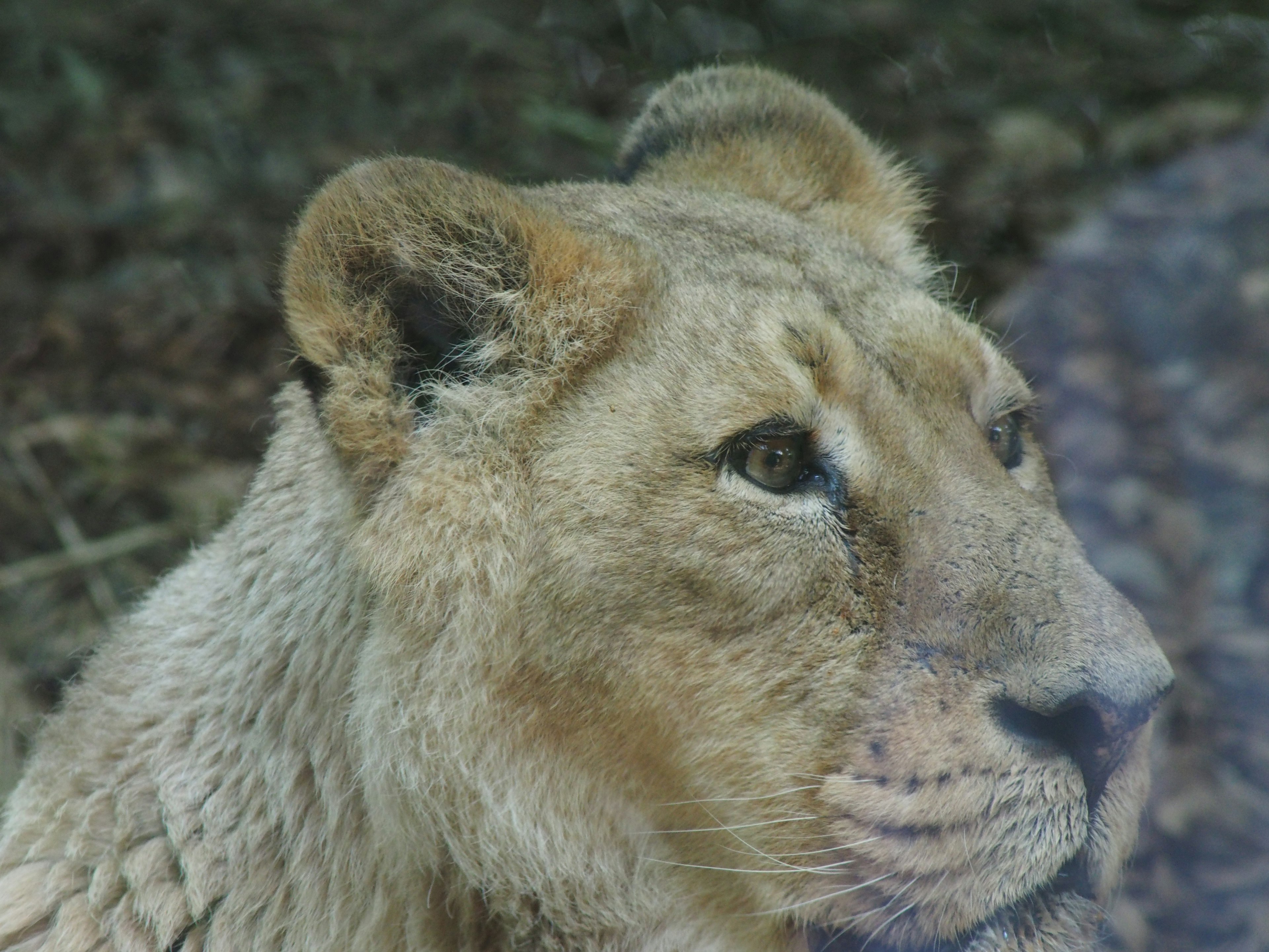 Close-up of a lioness's face with expressive eyes and detailed fur