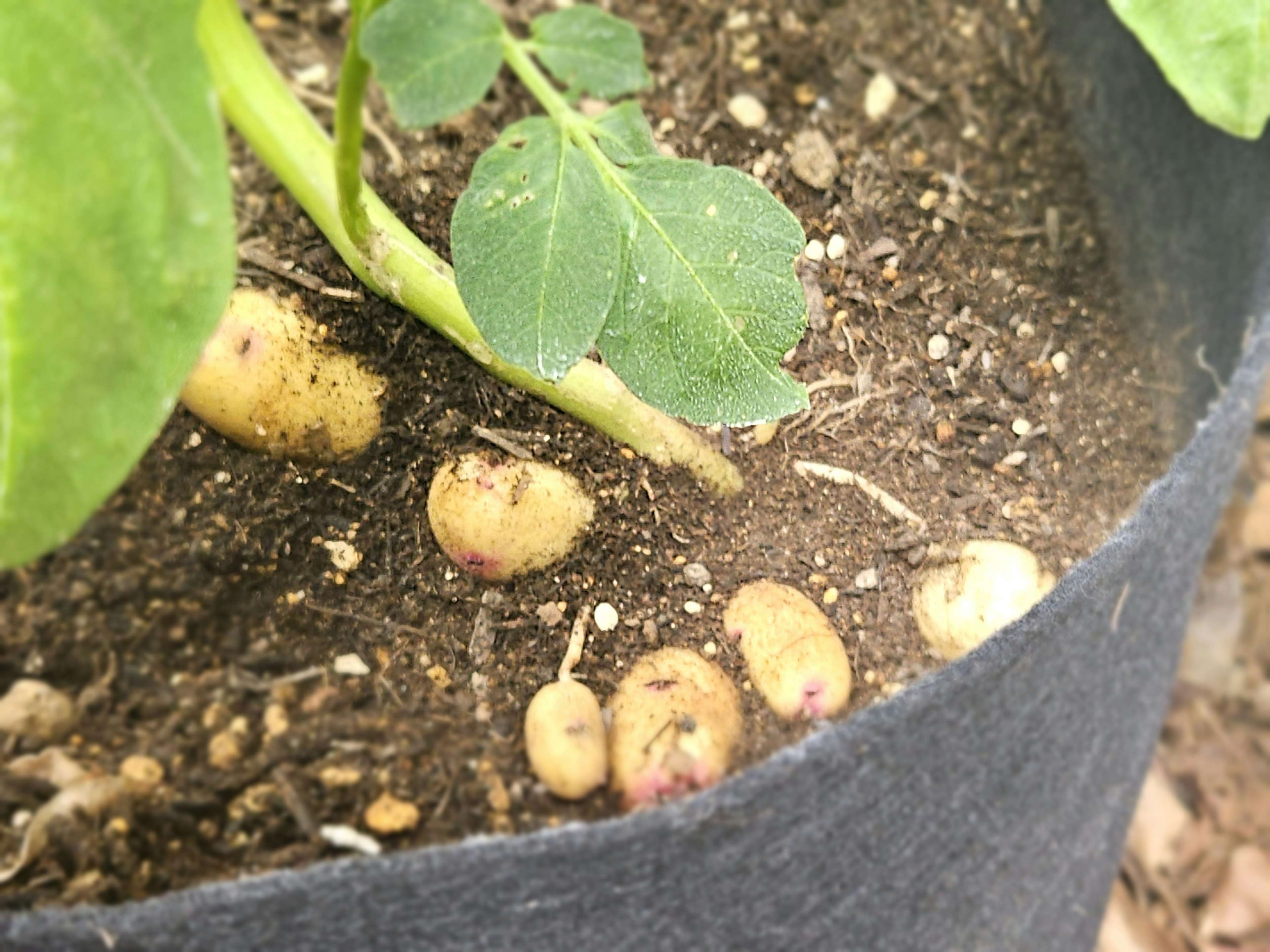 Bohnen, die im Boden mit grünen Blättern wachsen