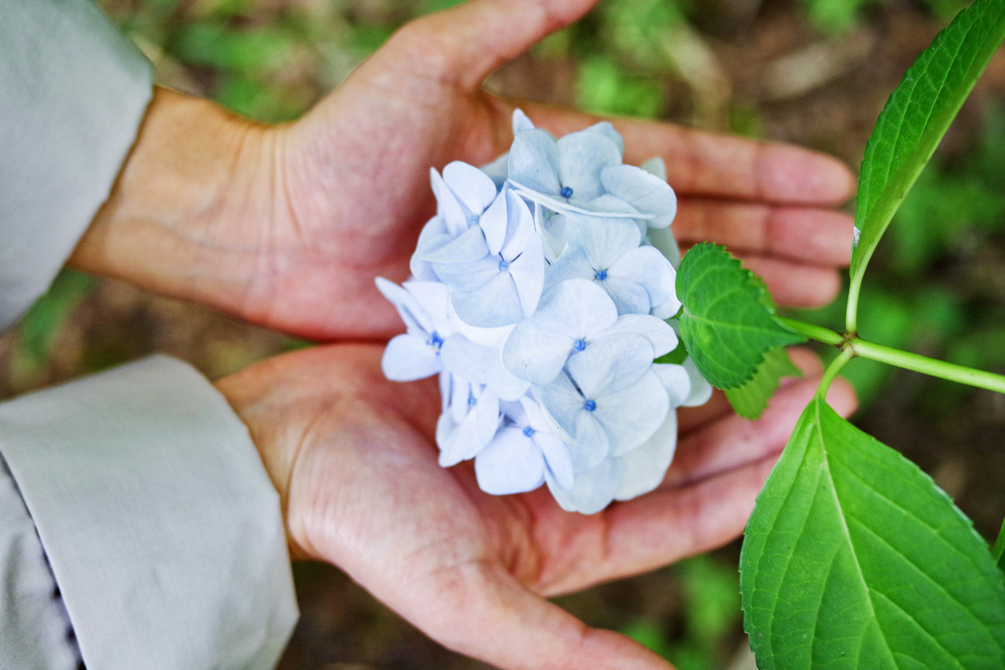 Un fiore di ortensia blu pallido tenuto tra le mani con foglie verdi sullo sfondo