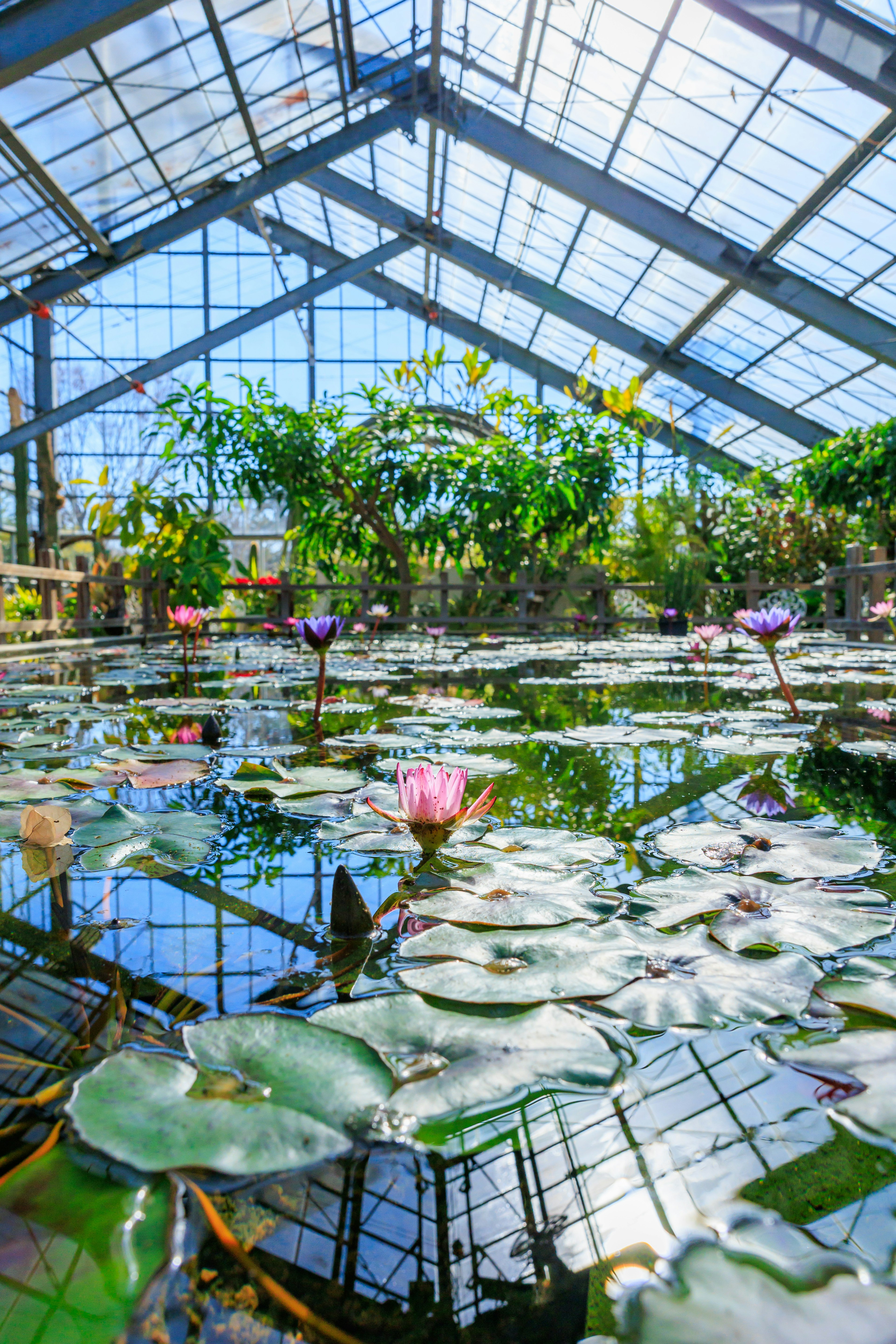 温室の中の水蓮と緑の植物が映る美しい風景